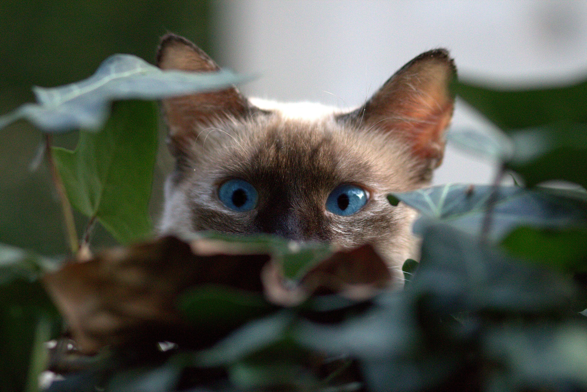 Baixar papel de parede para celular de Animais, Gatos, Gato, Olhos Azuis, Olhar Fixamente gratuito.