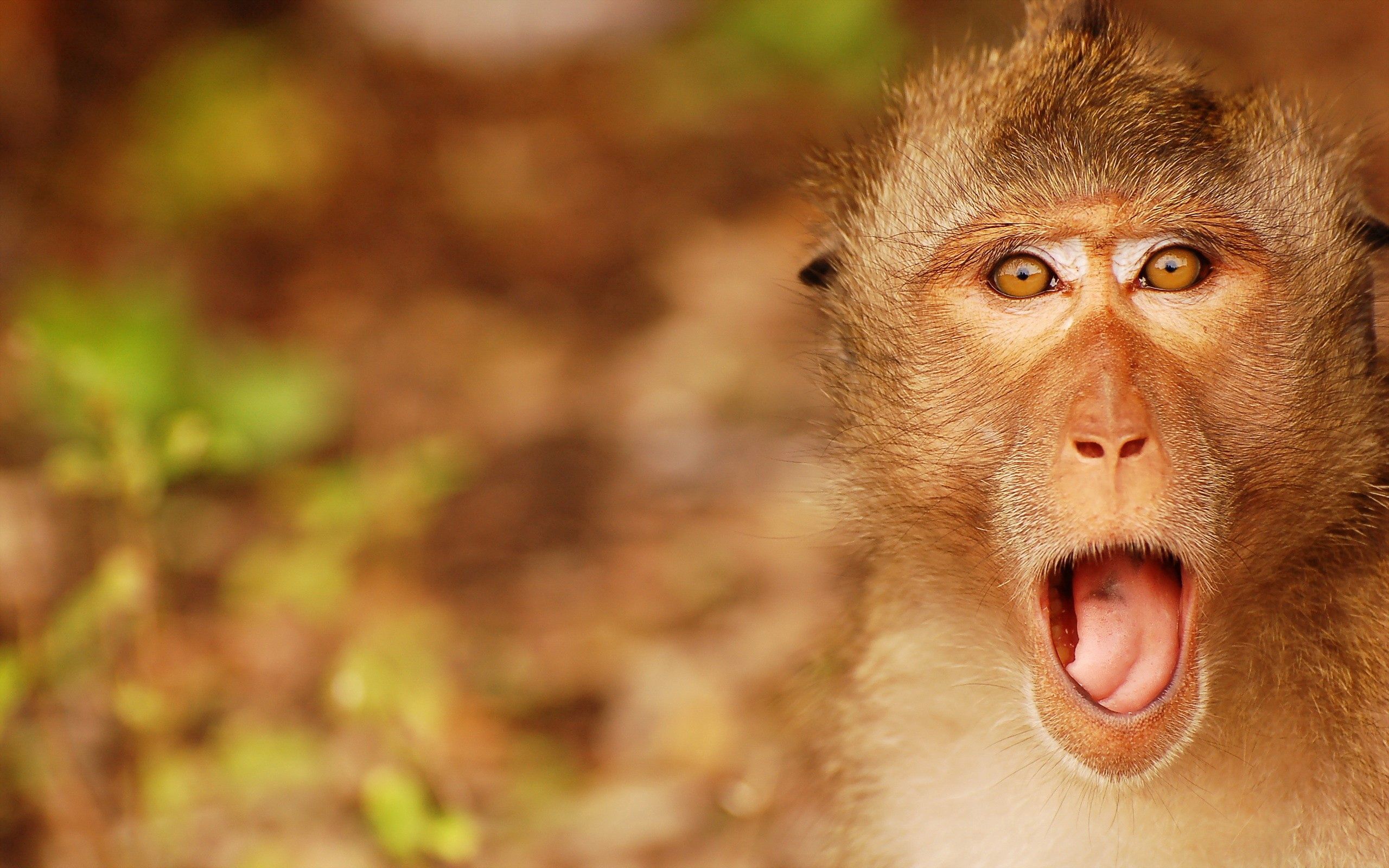 147856 descargar imagen animales, bozal, un mono, mono, grito, llorar, sorpresa, asombro: fondos de pantalla y protectores de pantalla gratis