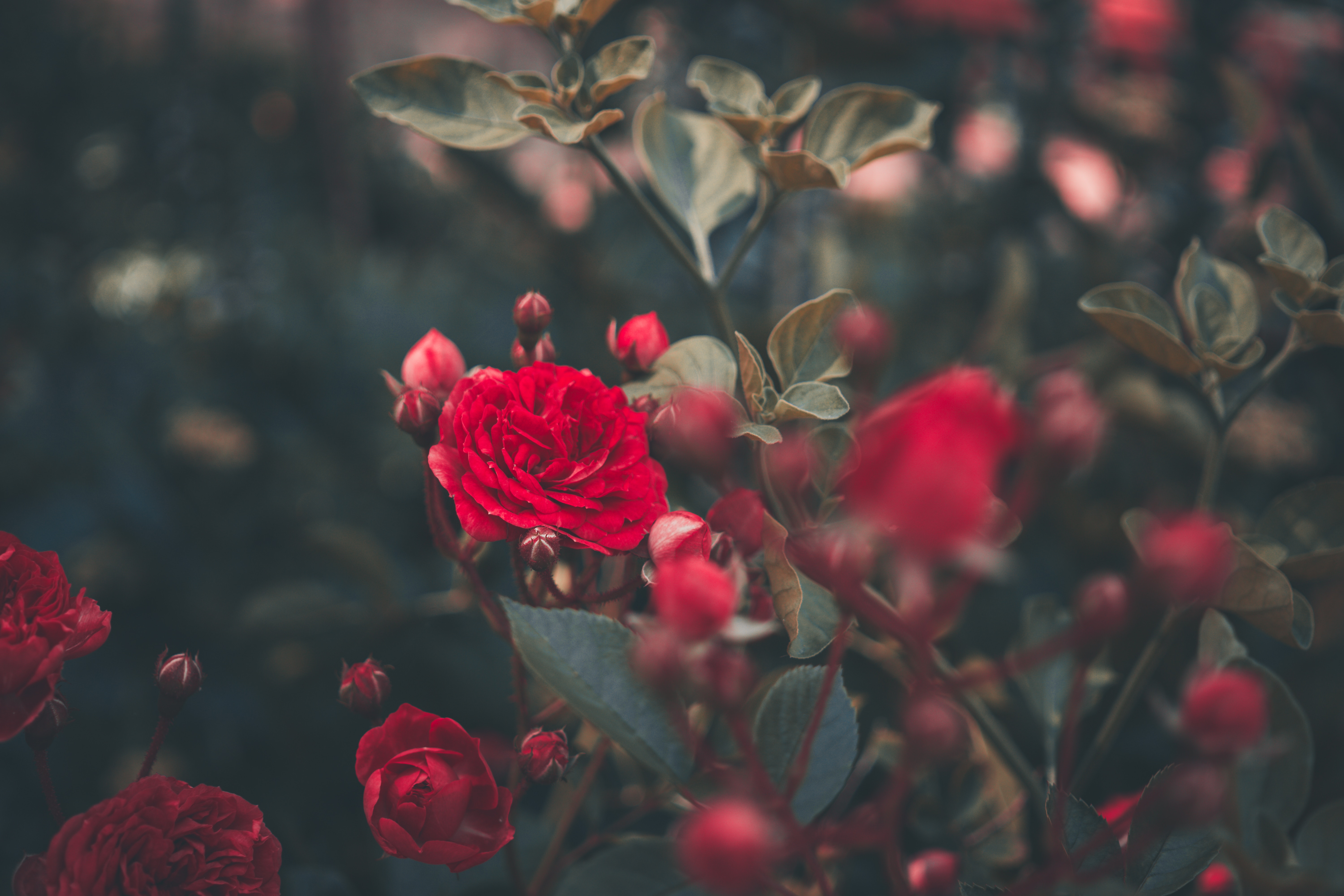 Download mobile wallpaper Bud, Rose Flower, Bush, Rose, Garden, Flowers for free.