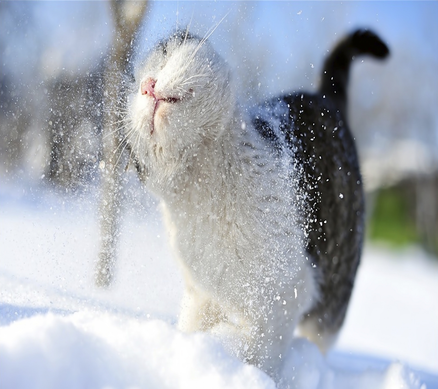 Handy-Wallpaper Tiere, Katzen, Schnee, Katze kostenlos herunterladen.