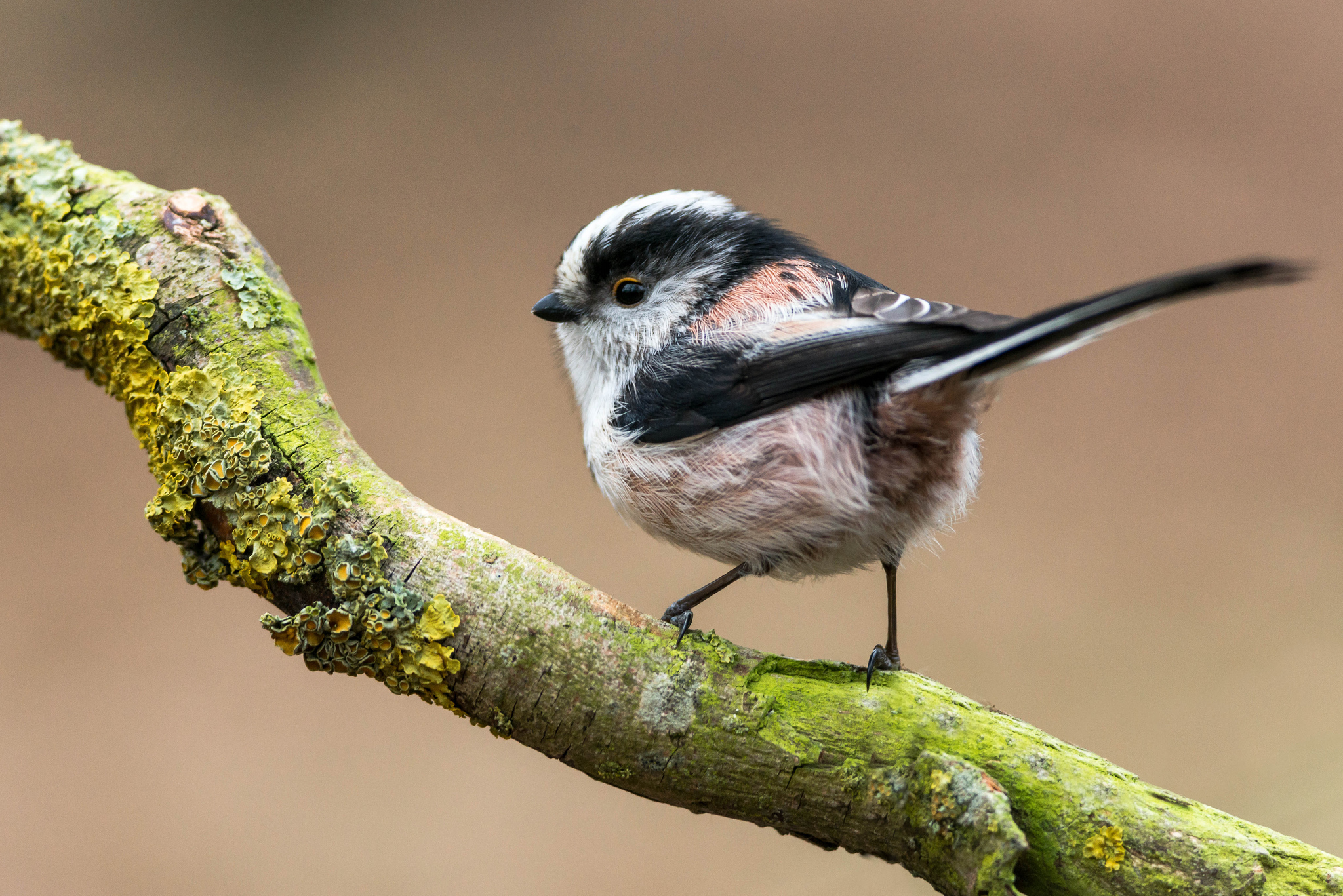 Baixe gratuitamente a imagem Pássaro, Aves, Animais na área de trabalho do seu PC