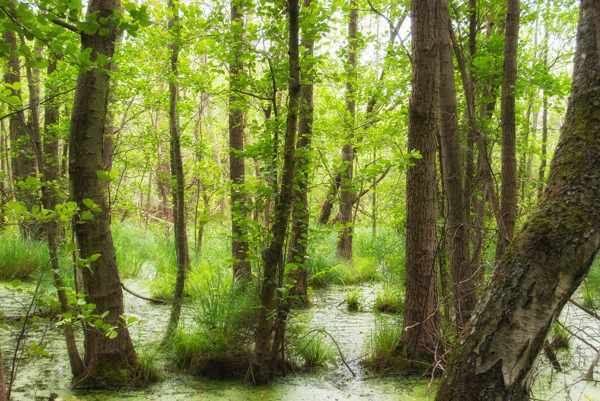 Laden Sie das Erde/natur, Moor-Bild kostenlos auf Ihren PC-Desktop herunter