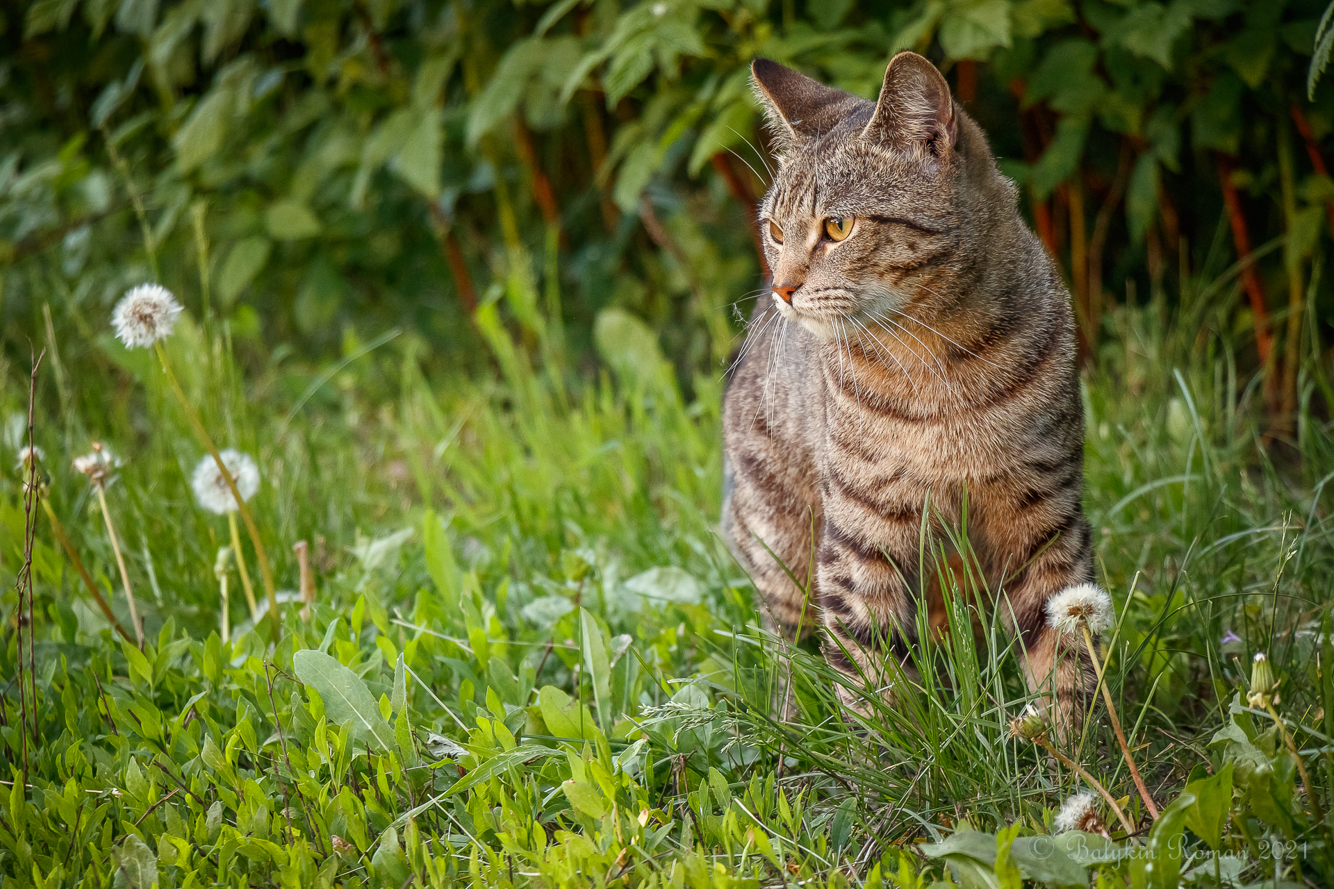 Handy-Wallpaper Tiere, Katzen, Katze kostenlos herunterladen.