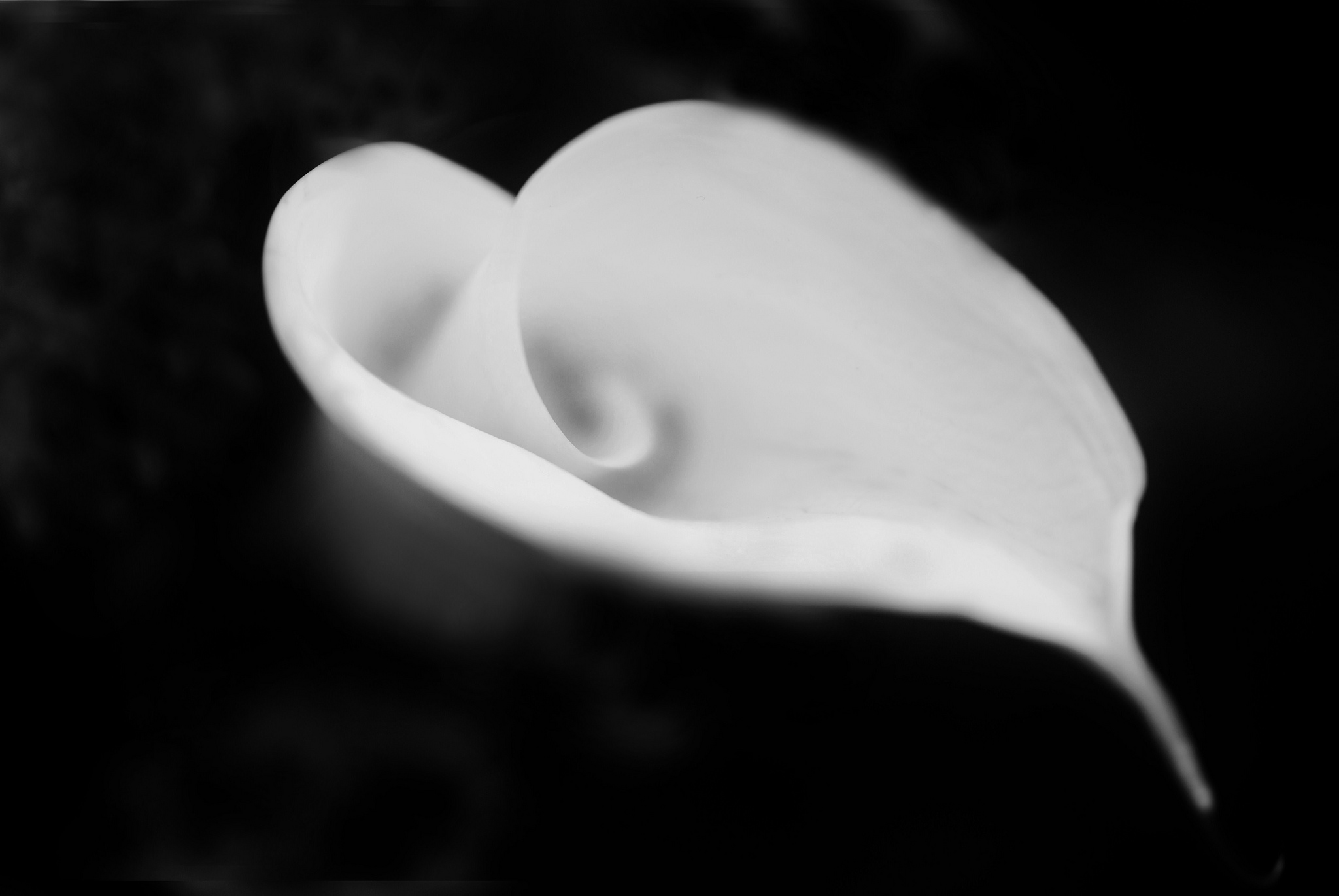 Free download wallpaper Flowers, Flower, Earth, White Flower, Calla Lily on your PC desktop