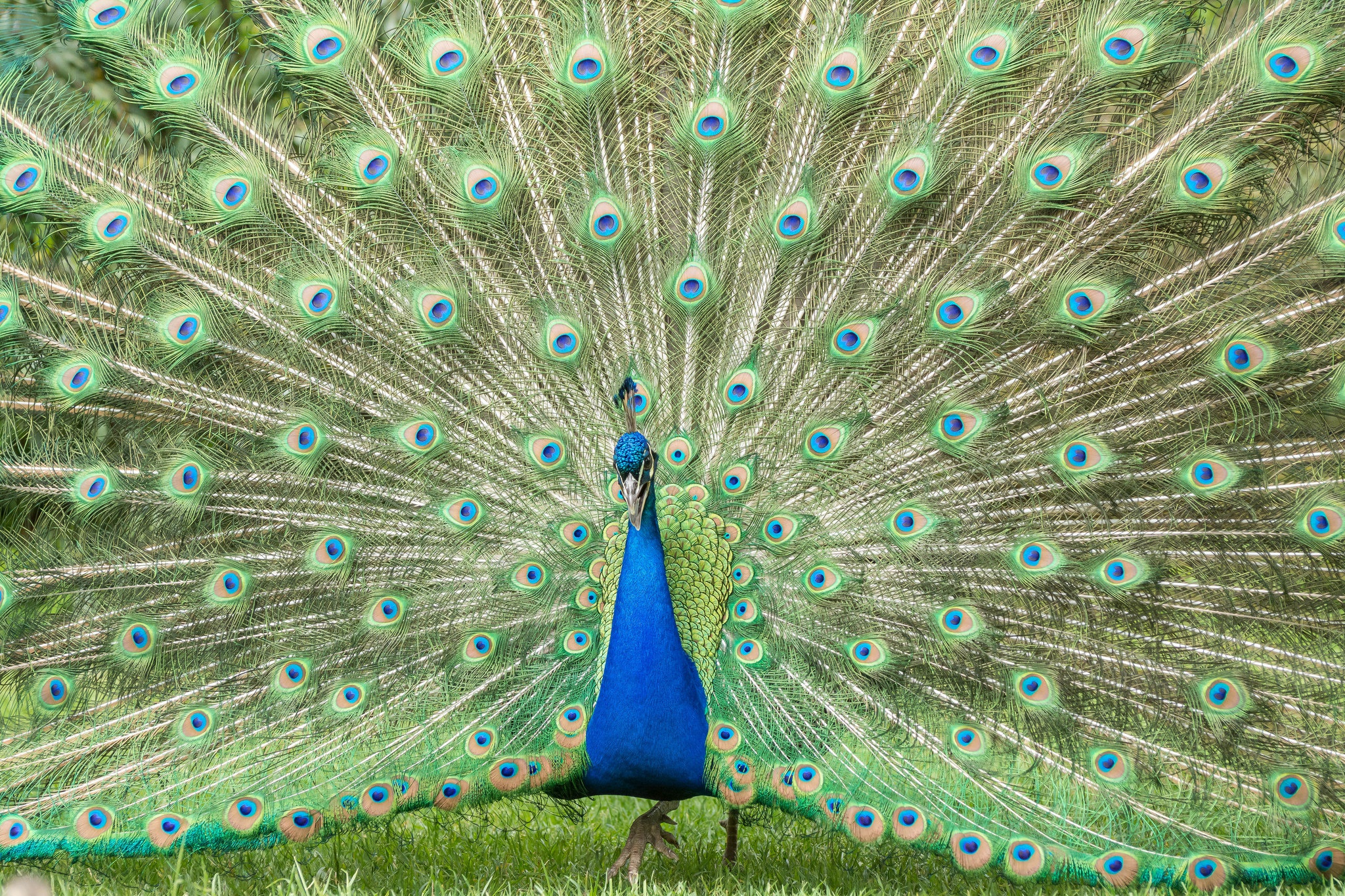 Download mobile wallpaper Birds, Bird, Animal, Peacock for free.