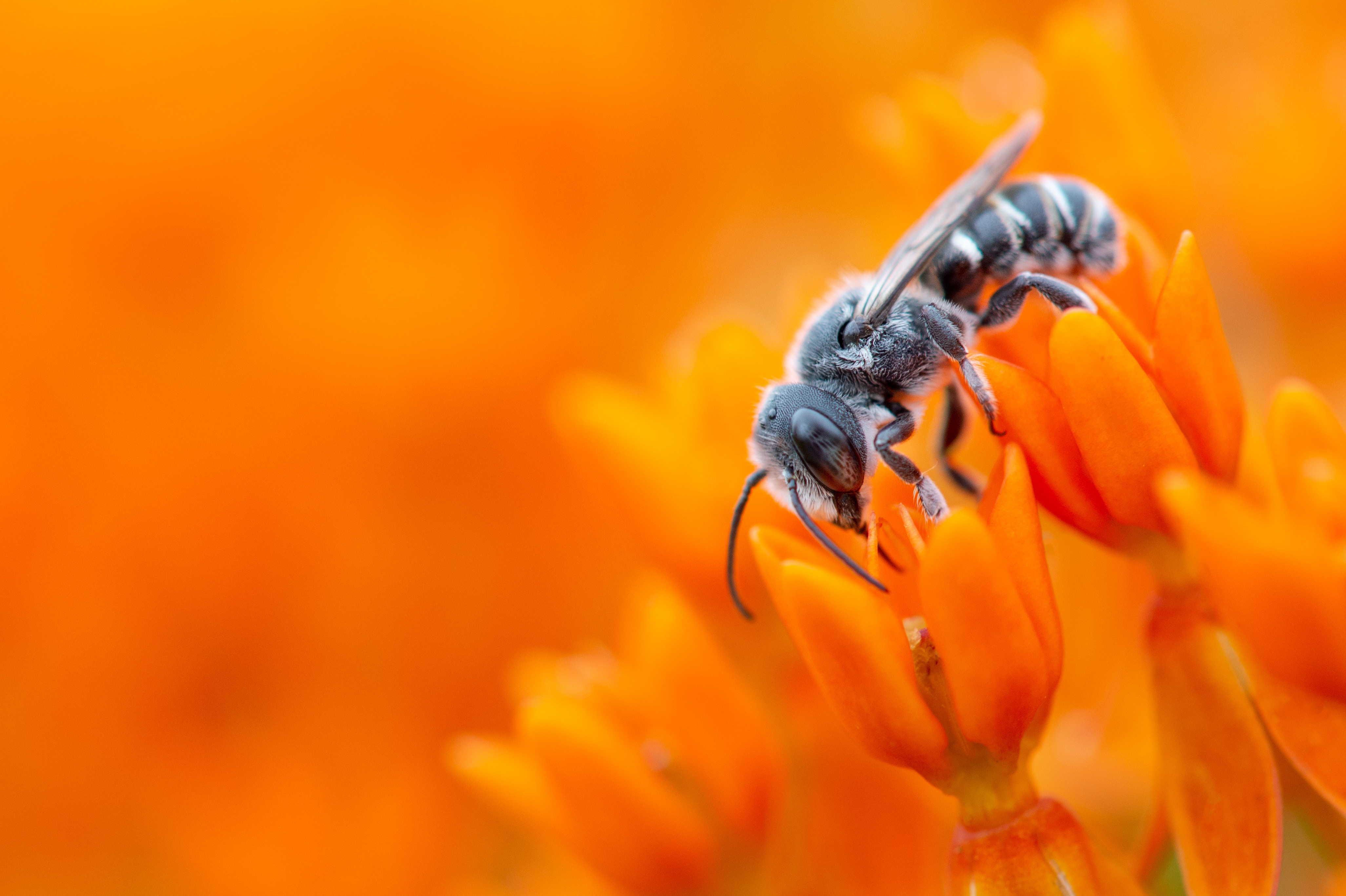 116542 скачать картинку цветок, макро, пчела, оранжевый, пыльца, опыление, оранжевые - обои и заставки бесплатно