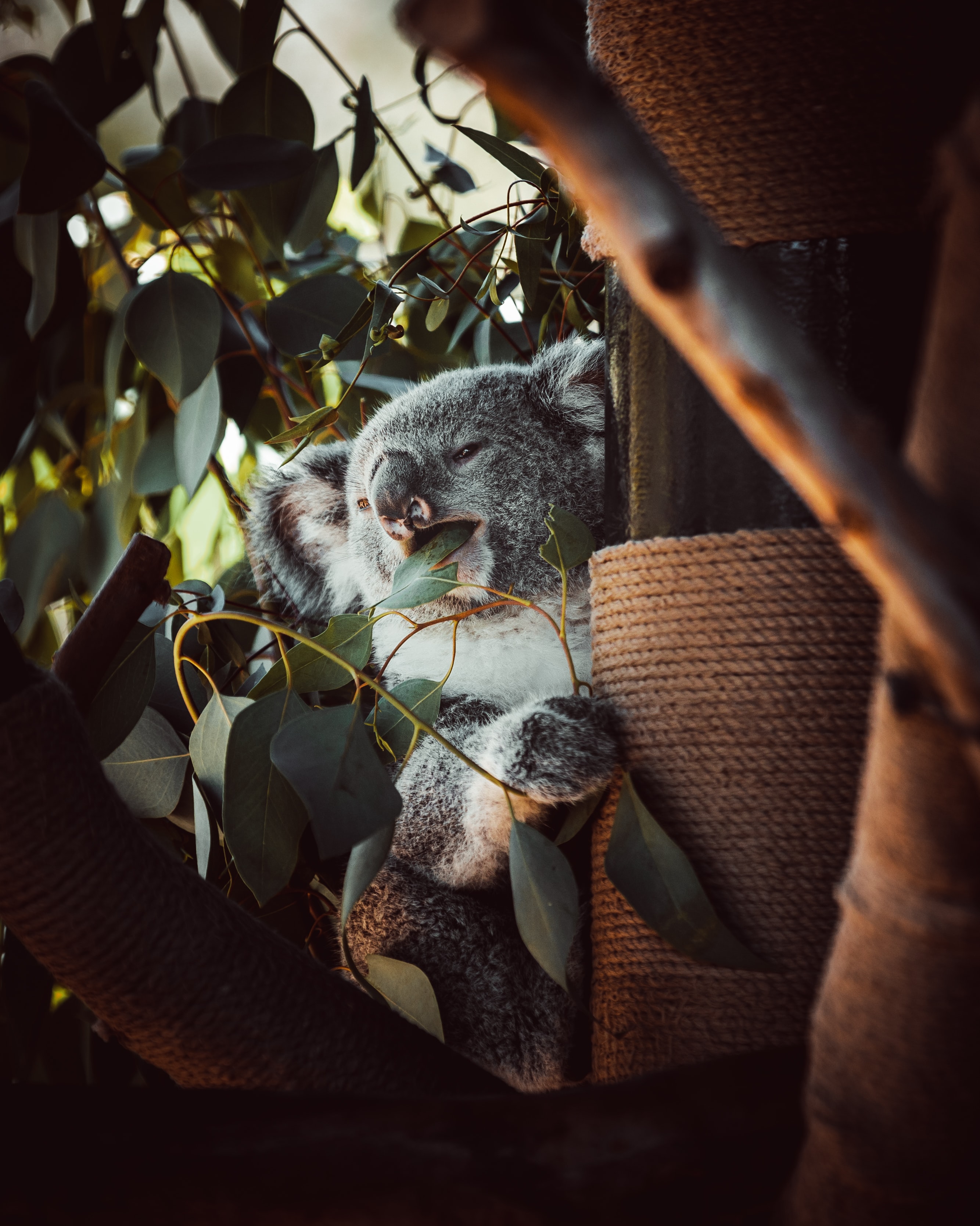 134787 descargar fondo de pantalla animales, hojas, madera, árbol, animal, gracioso, coala, koala: protectores de pantalla e imágenes gratis