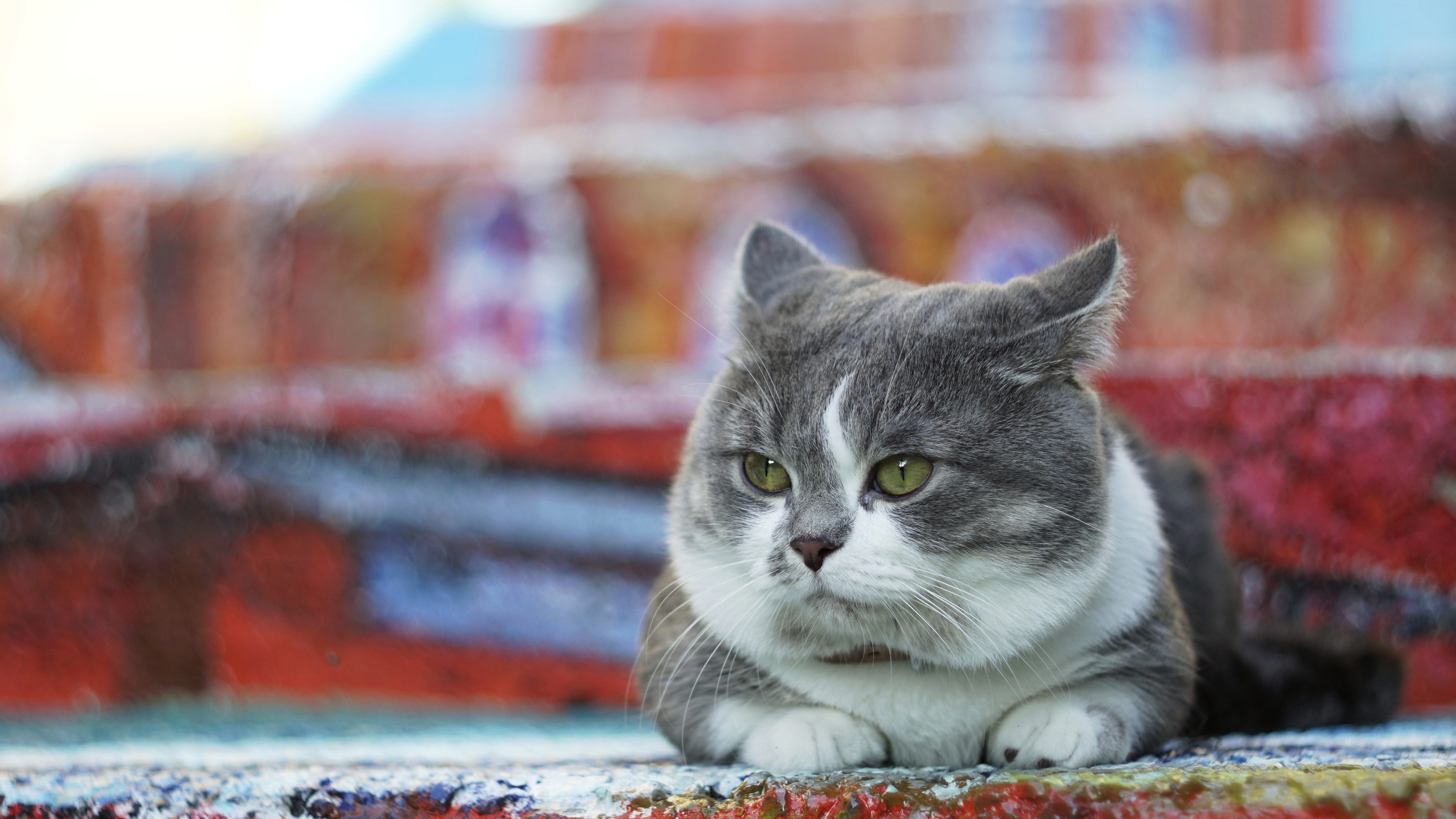 Handy-Wallpaper Tiere, Katzen, Katze kostenlos herunterladen.