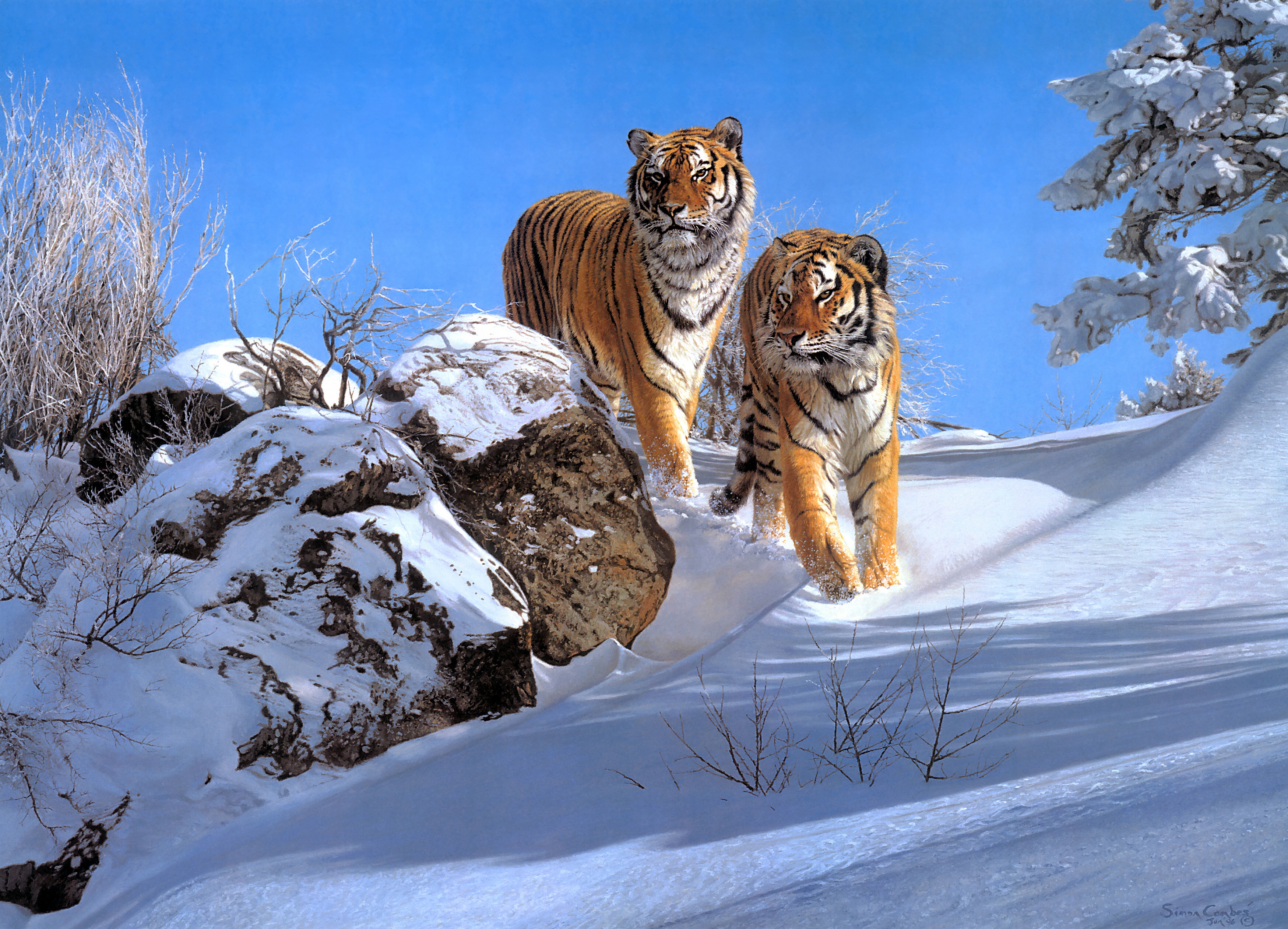 Download mobile wallpaper Winter, Cats, Snow, Tiger, Animal for free.