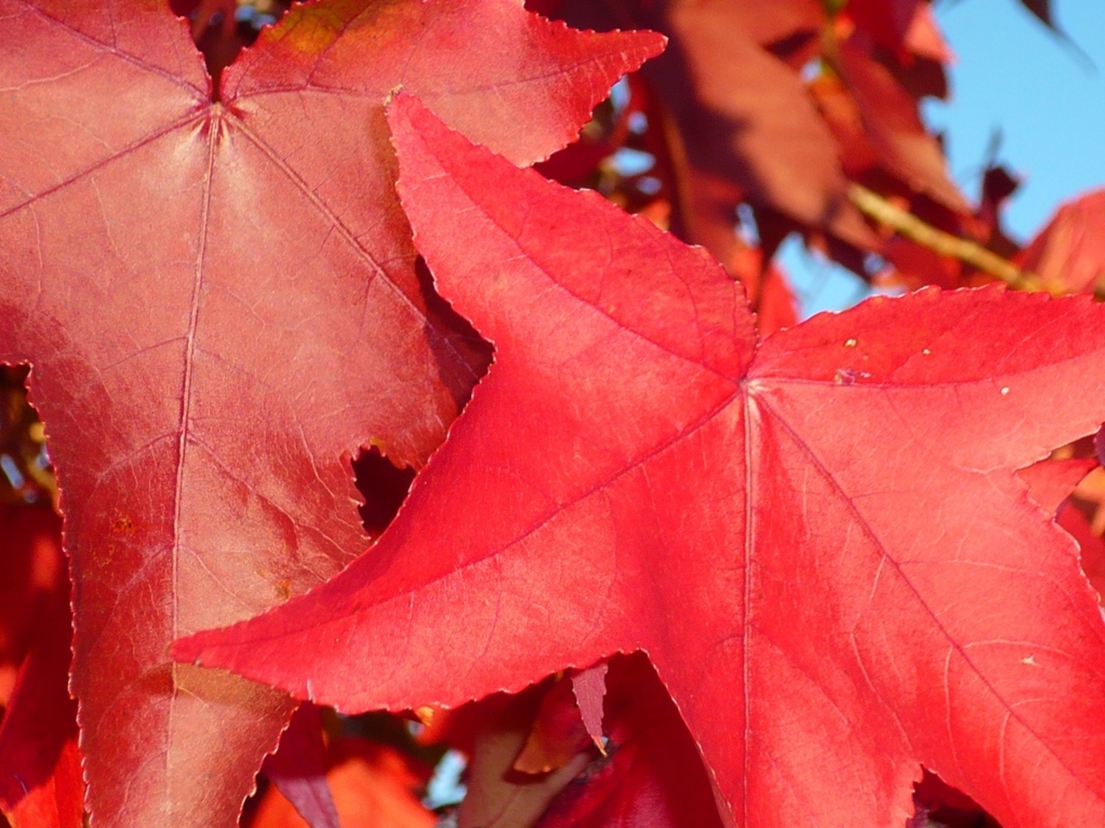 無料モバイル壁紙植物, 葉, 秋をダウンロードします。
