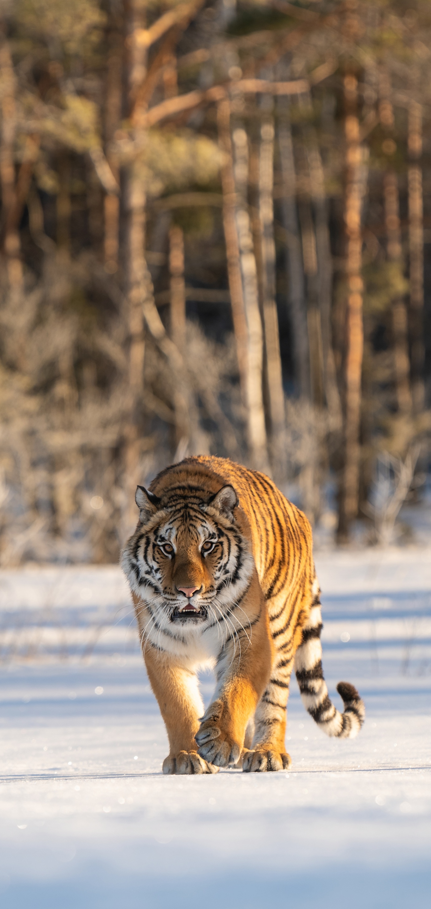 Handy-Wallpaper Tiere, Katzen, Schnee, Tiger kostenlos herunterladen.