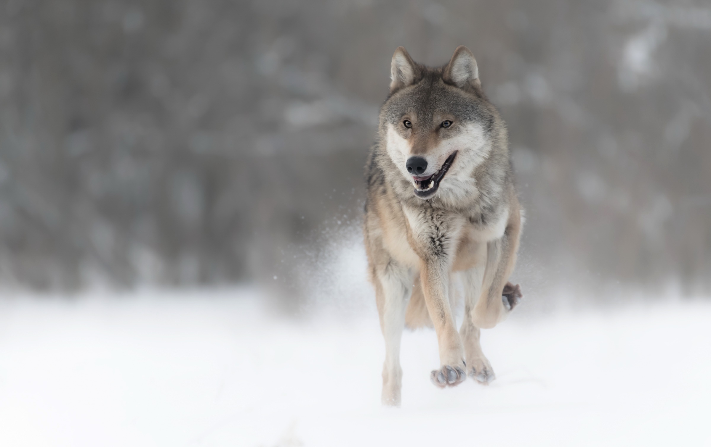 無料モバイル壁紙動物, オオカミ, 冬, 狼, 被写界深度をダウンロードします。