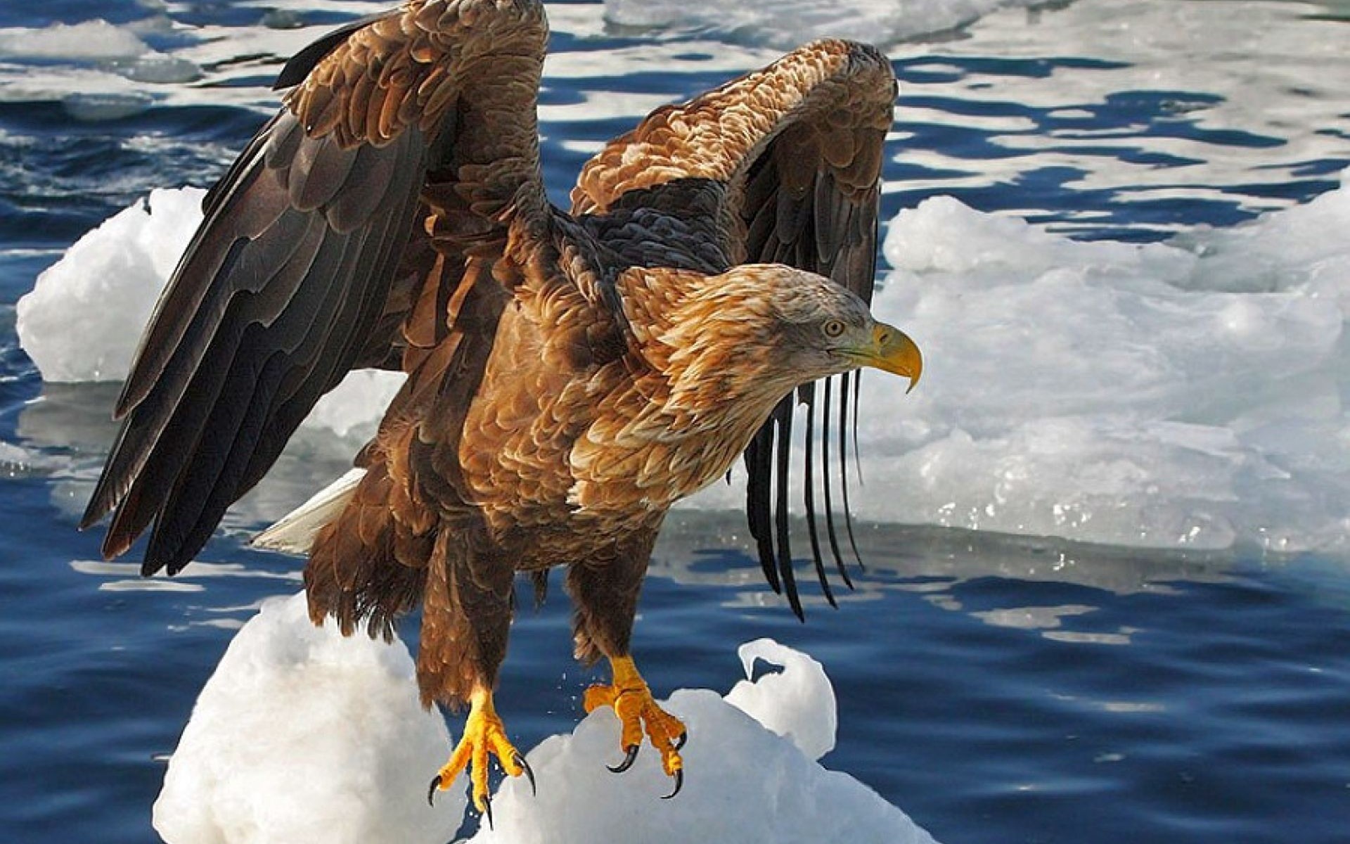 Laden Sie das Adler, Vögel, Tiere-Bild kostenlos auf Ihren PC-Desktop herunter
