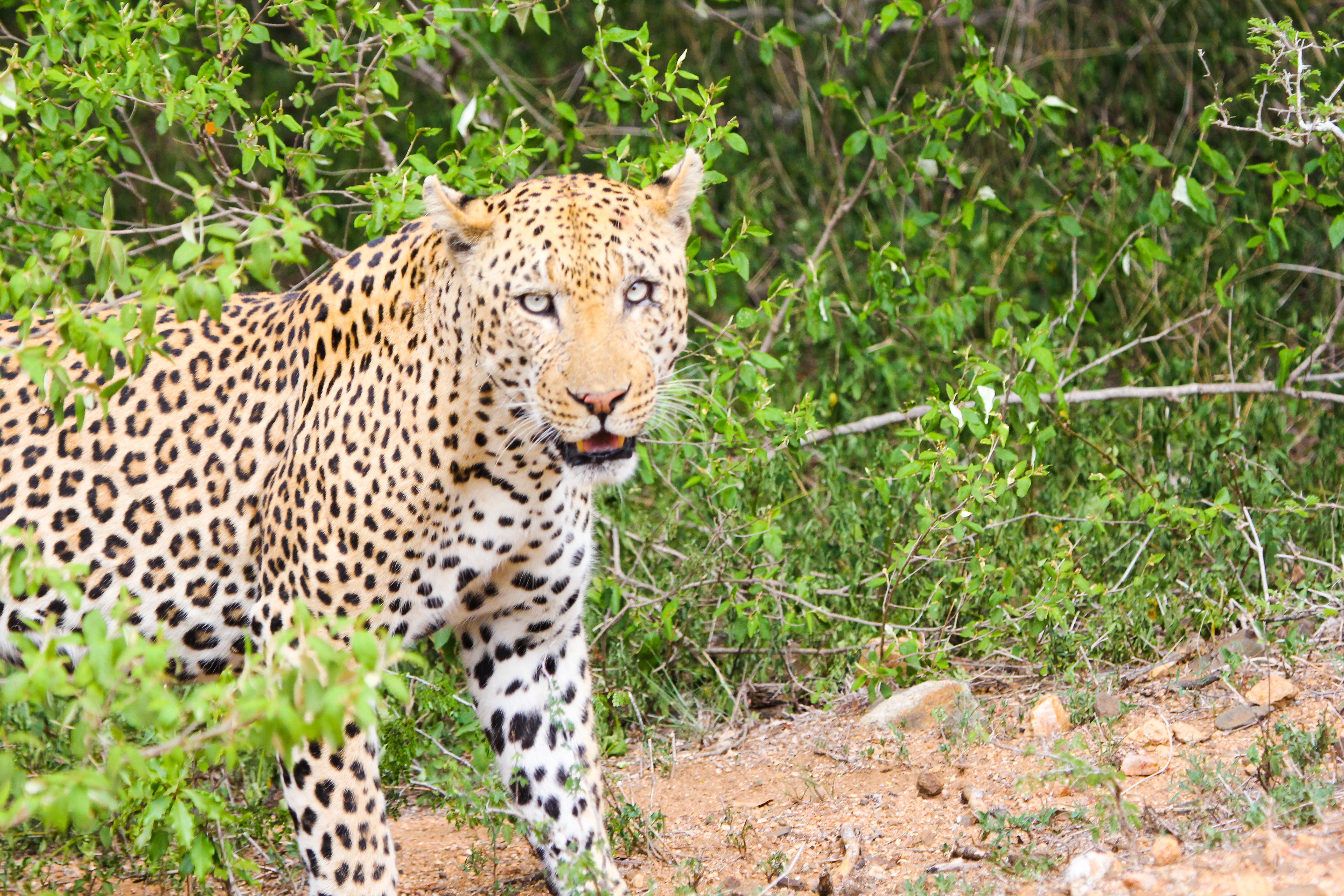 Handy-Wallpaper Leopard, Predator, Meinung, Gepard, Tiere, Sicht, Raubtier kostenlos herunterladen.