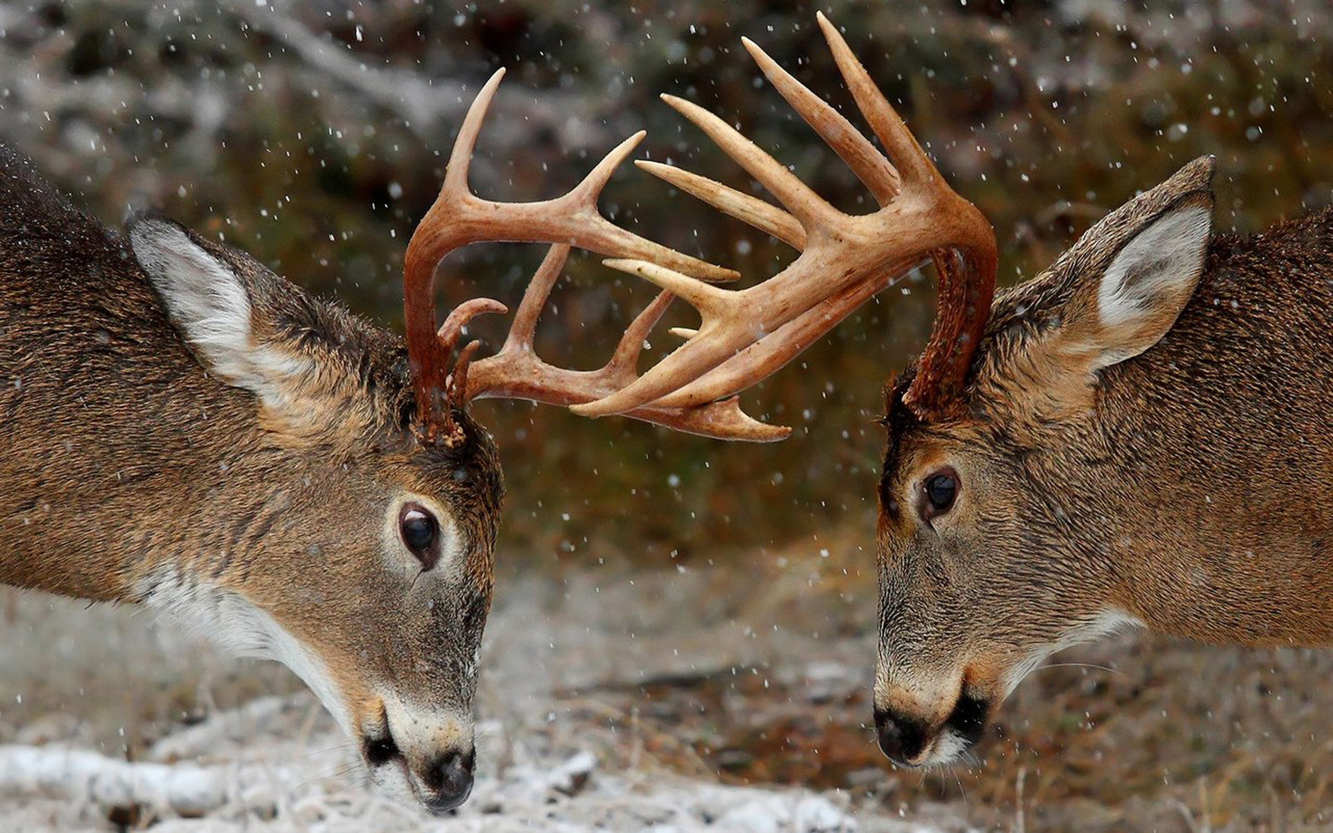 Free download wallpaper Animal, Deer on your PC desktop