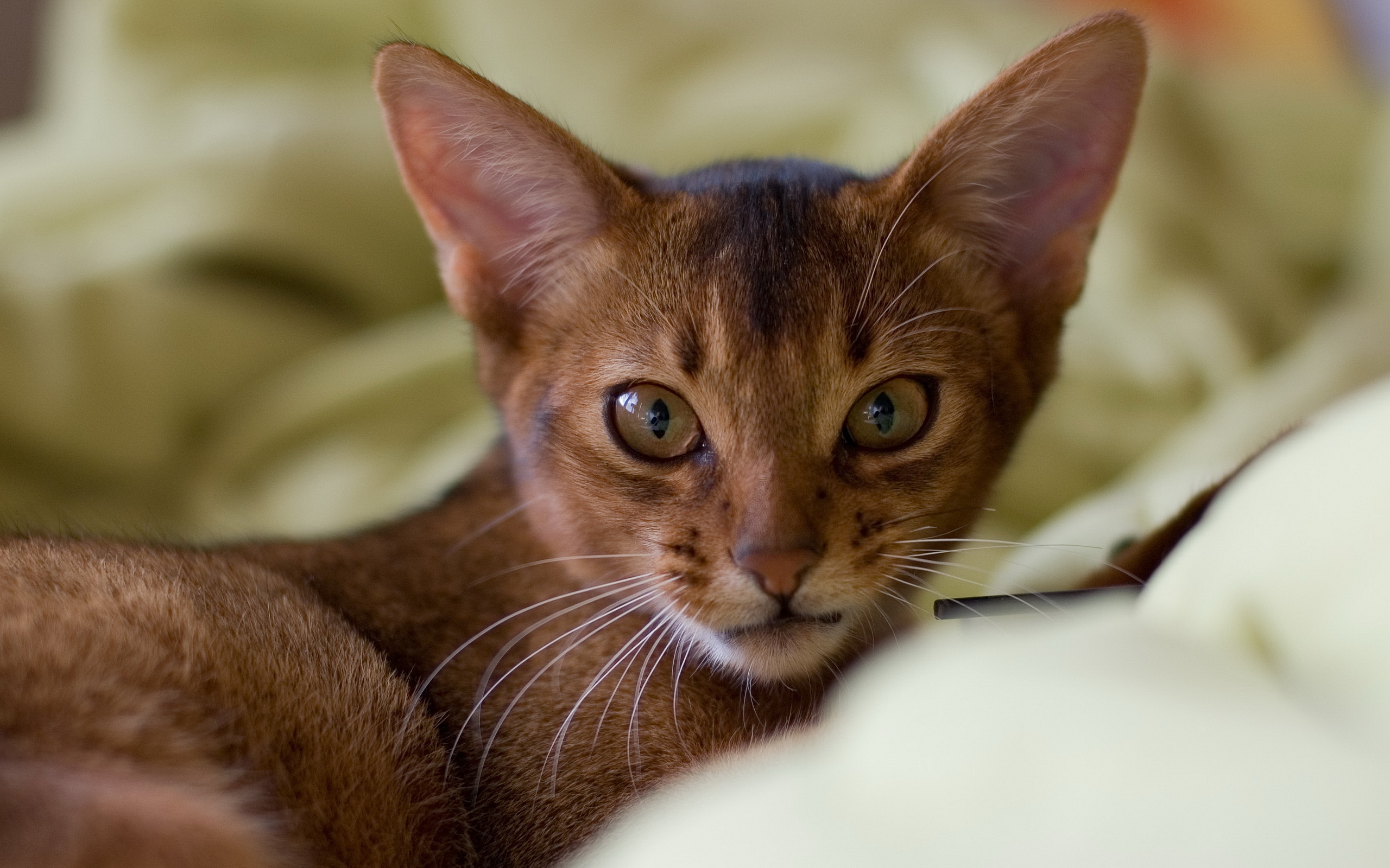 Baixe gratuitamente a imagem Animais, Gatos, Gato na área de trabalho do seu PC