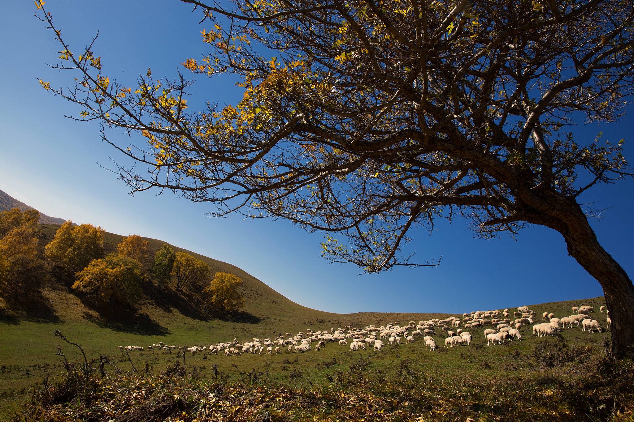 Free download wallpaper Tree, Animal, Hill, Sheep on your PC desktop