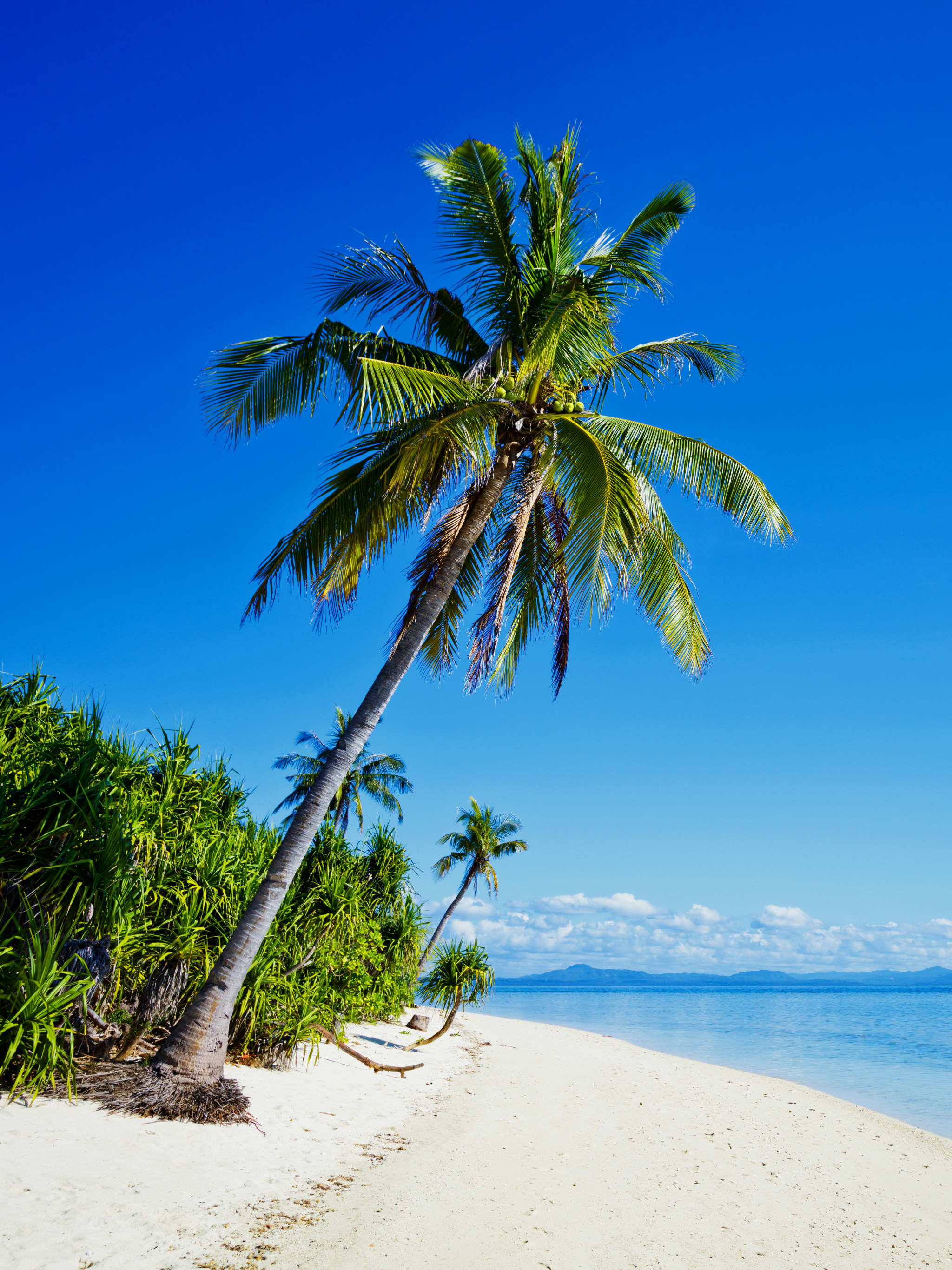 Скачать картинку Природа, Пляж, Песок, Пальмы, Пальма, Тропический, Земля/природа в телефон бесплатно.