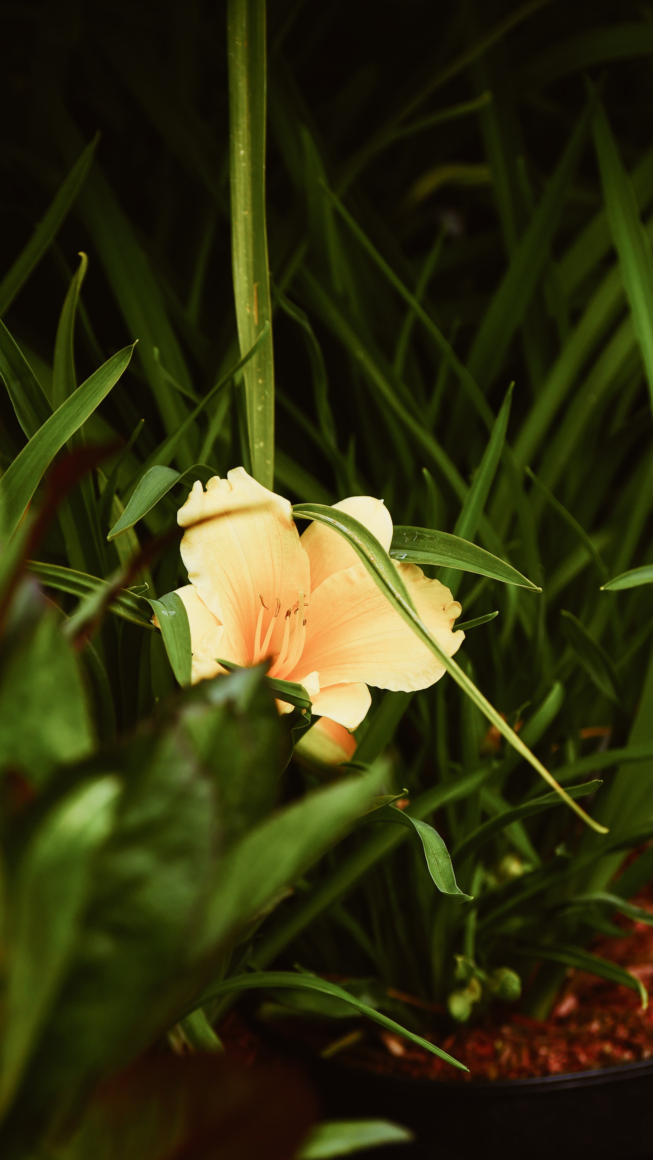Free download wallpaper Flowers, Grass, Flower, Leaves, Lily on your PC desktop