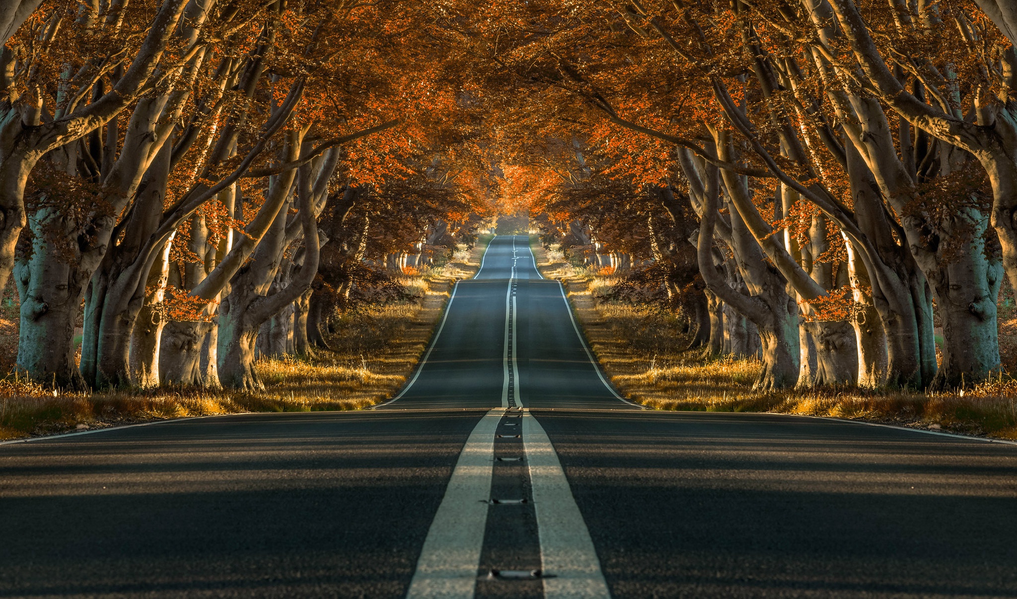 Handy-Wallpaper Herbst, Straße, Menschengemacht, Von Bäumen Gesäumt kostenlos herunterladen.