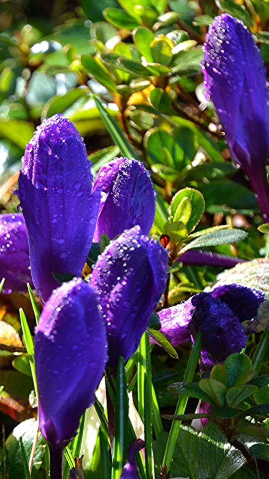 1114118 Bildschirmschoner und Hintergrundbilder Blumen auf Ihrem Telefon. Laden Sie  Bilder kostenlos herunter