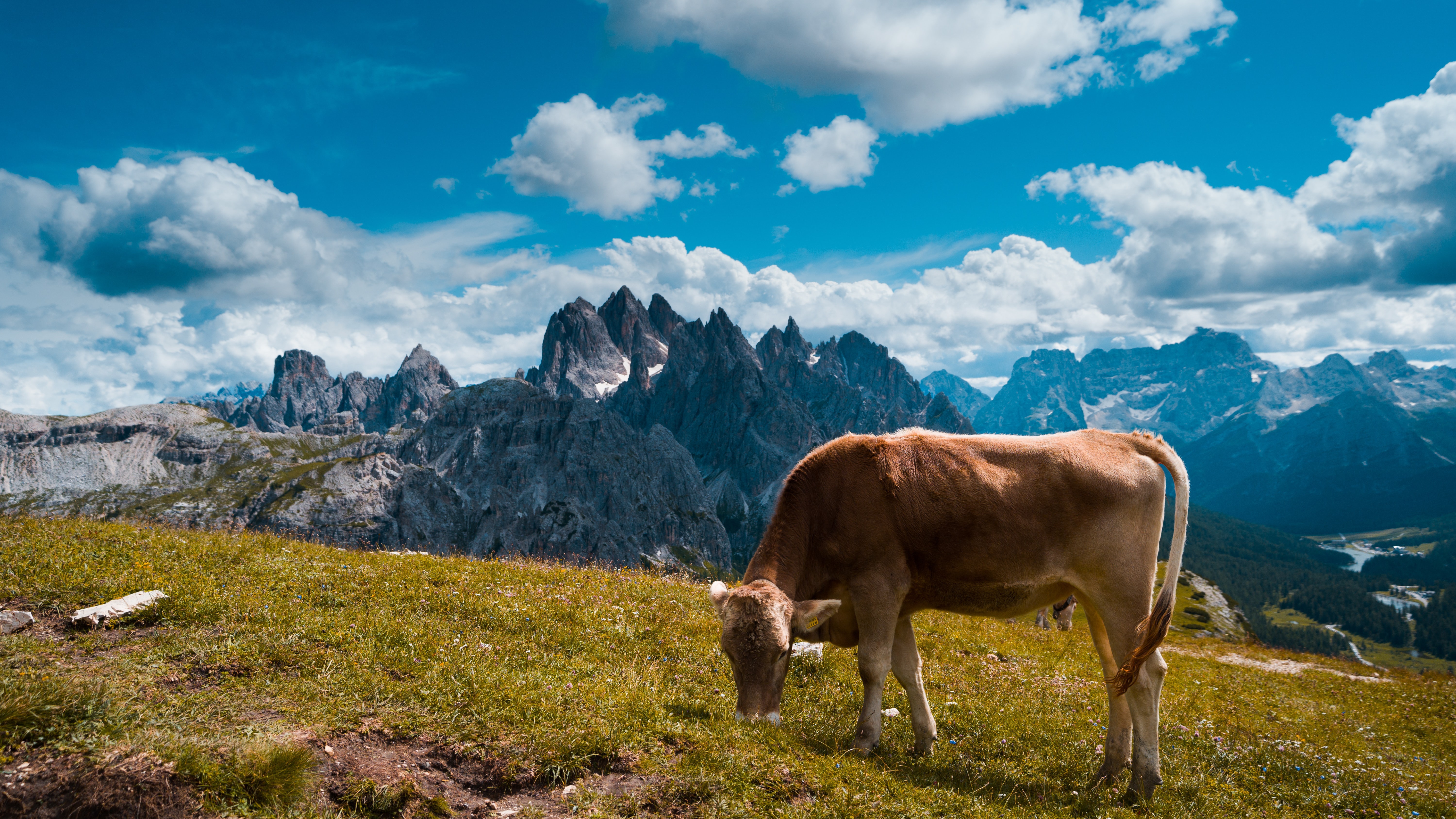 Скачать картинку Животные, Альпы, Корова в телефон бесплатно.