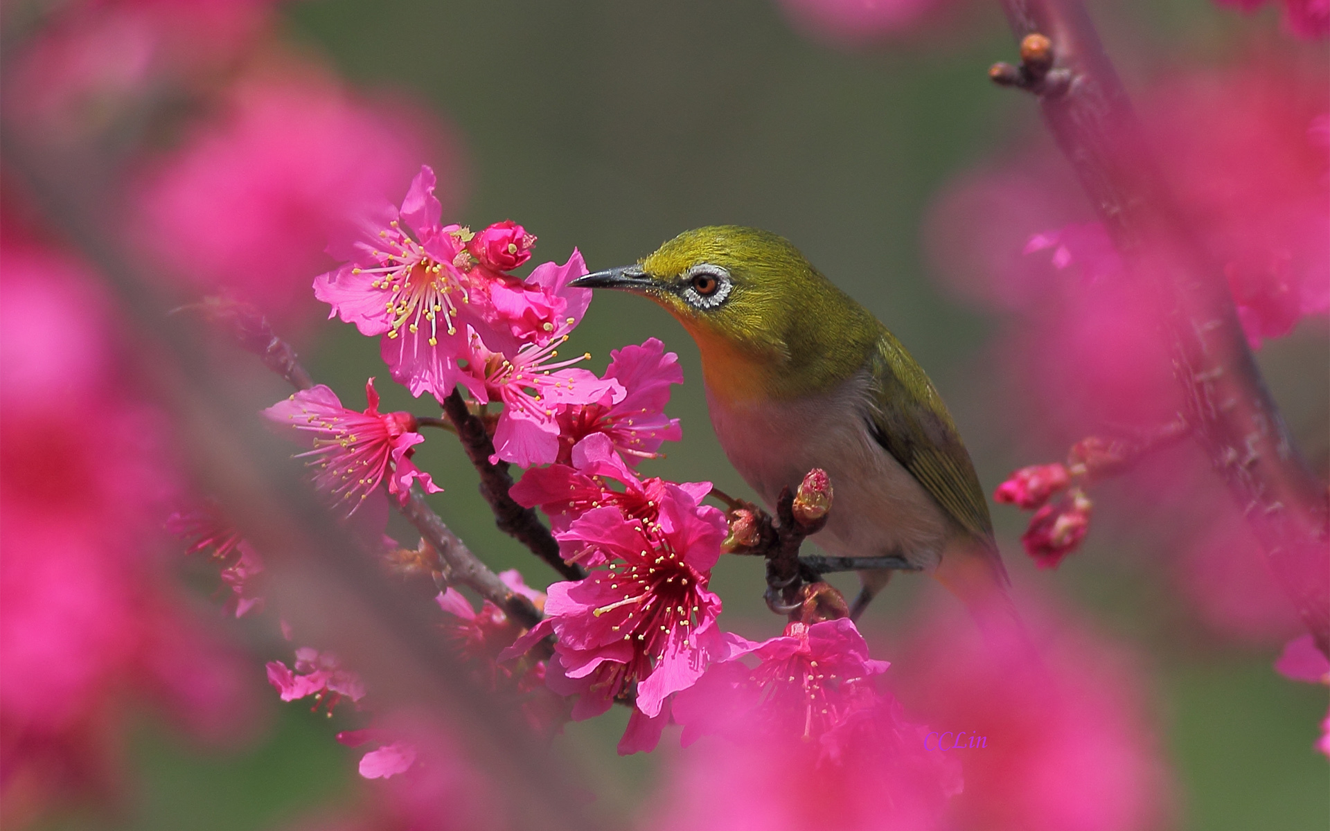 Free download wallpaper Birds, Bird, Animal on your PC desktop