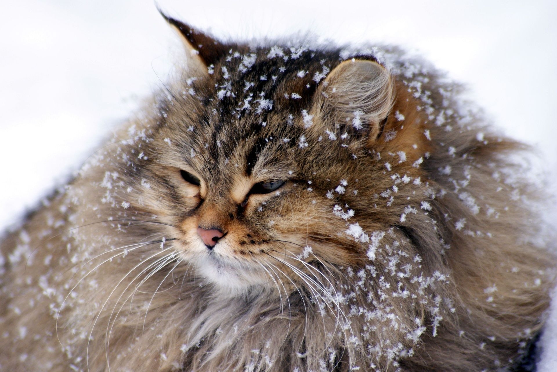 wallpapers animals, snow, cat, fluffy, fat, thick