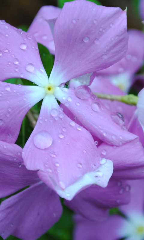 Descarga gratuita de fondo de pantalla para móvil de Flores, Flor, Tierra/naturaleza.