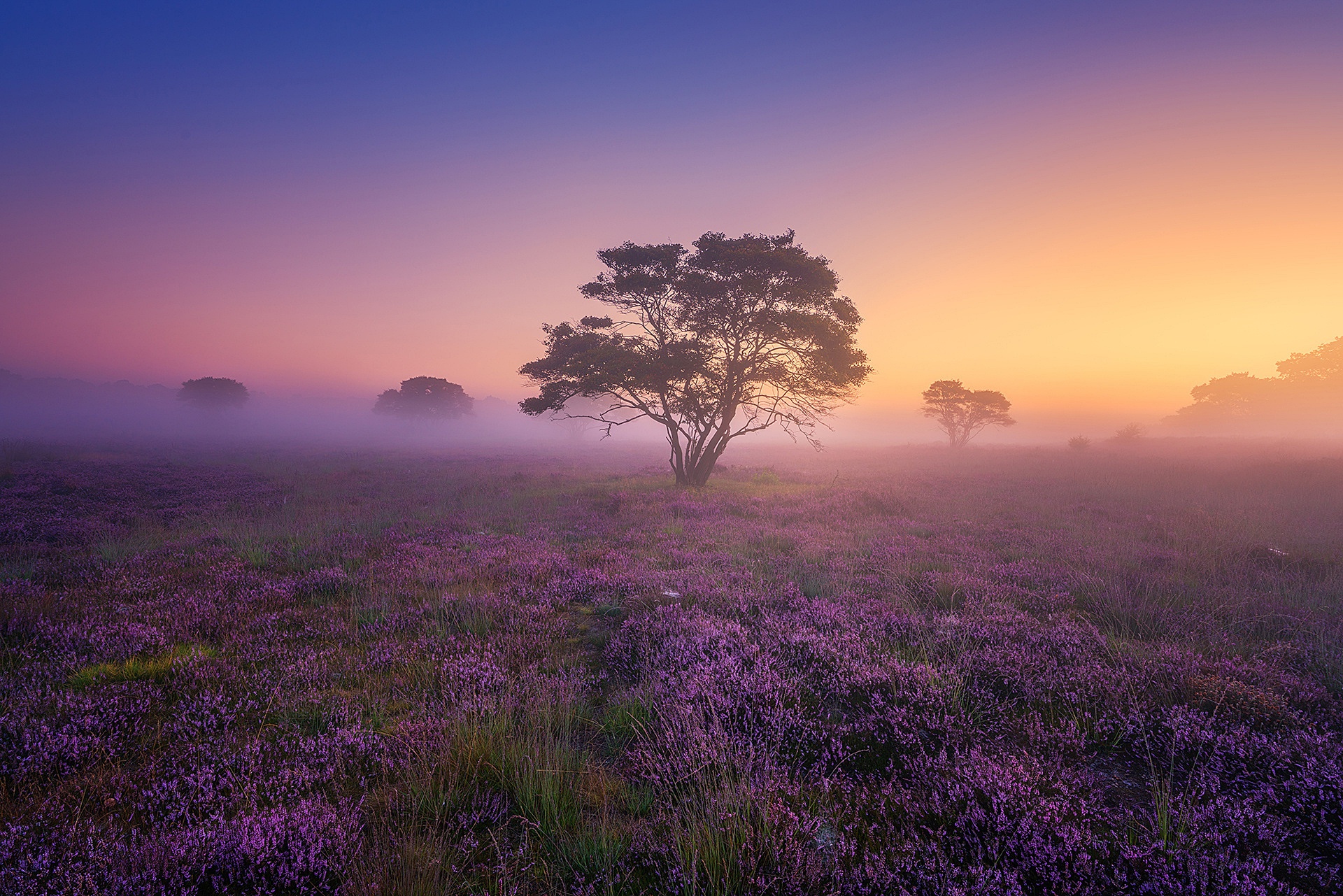 PCデスクトップに自然, 木, 花, 霧, 地球, 紫色の花画像を無料でダウンロード