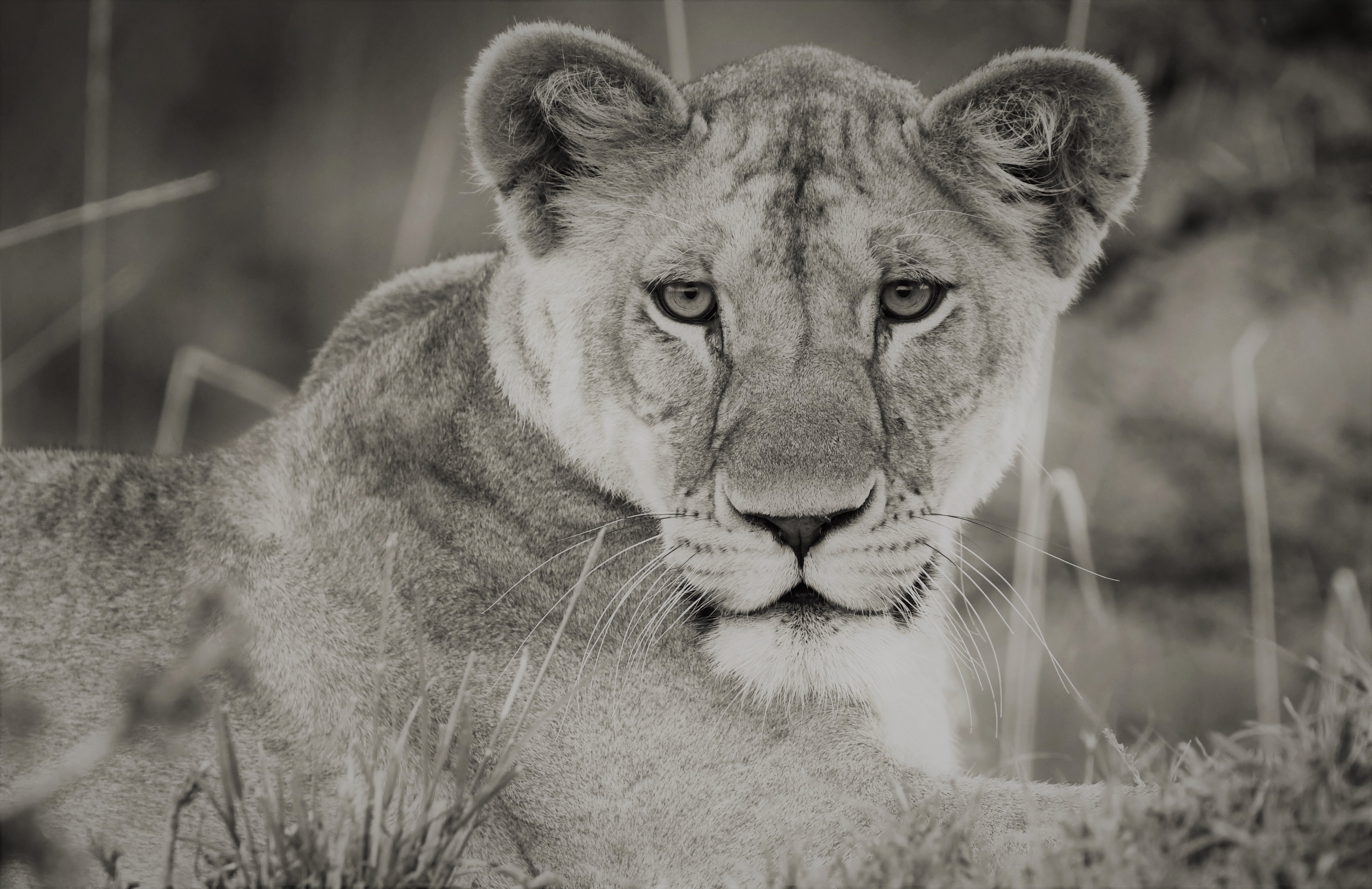 Téléchargez gratuitement l'image Animaux, Chats, Lion, Afrique, Noir & Blanc, Réserve Nationale Du Masaï Mara, Kenya sur le bureau de votre PC