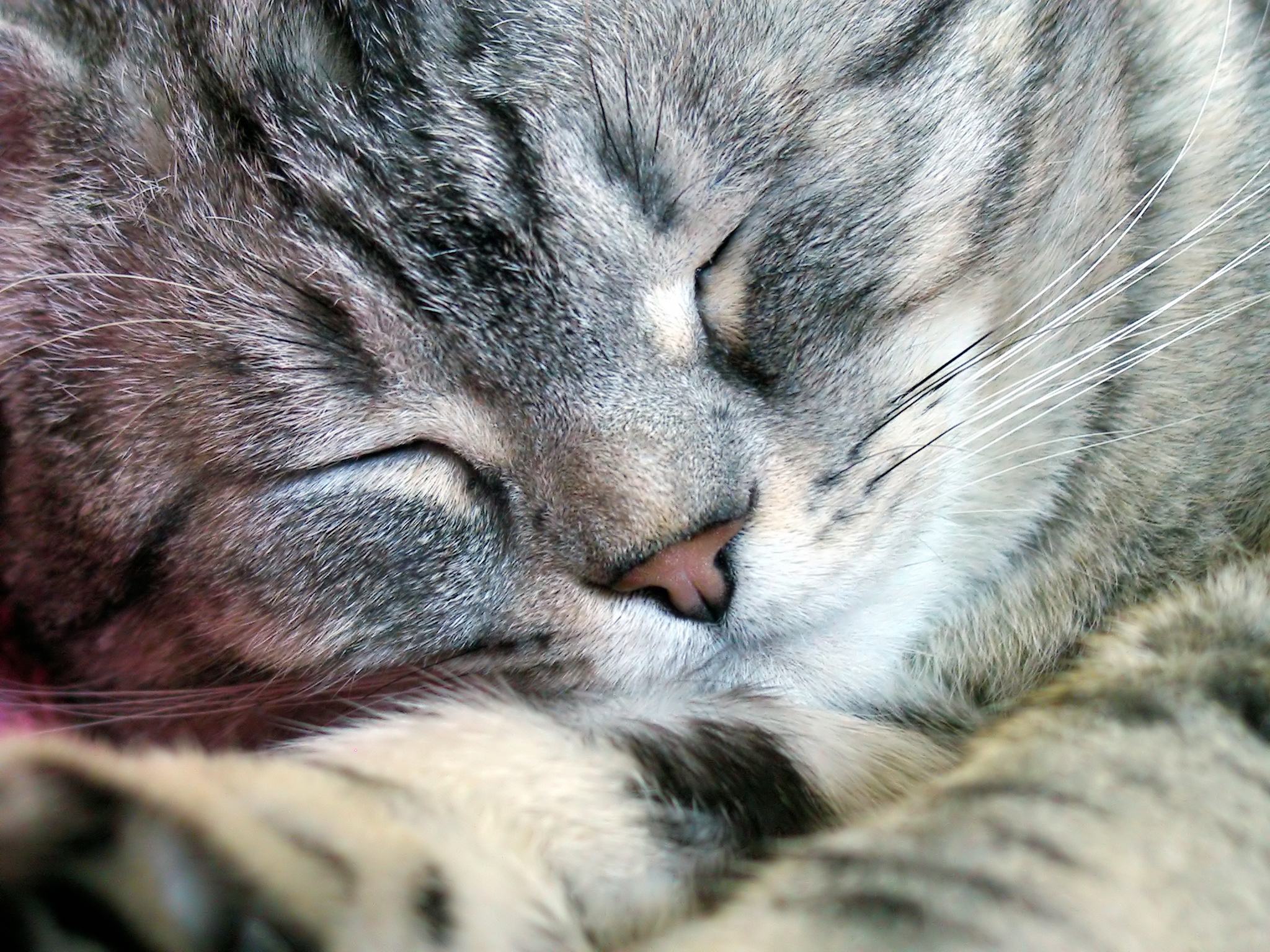 Baixe gratuitamente a imagem Animais, Gatos, Gato na área de trabalho do seu PC