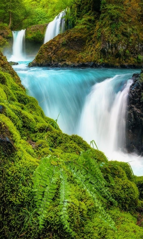 Handy-Wallpaper Wasserfälle, Wasserfall, Wald, Baum, Erde, Moos, Erde/natur kostenlos herunterladen.