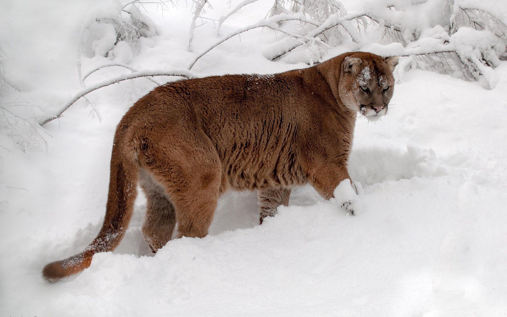 Handy-Wallpaper Schnee, Winter, Wald, Predator, Tiere, Raubtier, Puma kostenlos herunterladen.