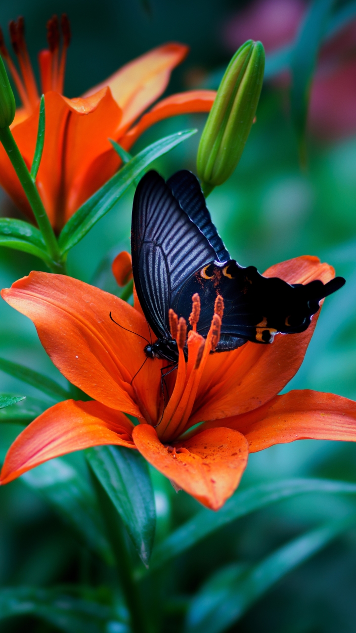 Download mobile wallpaper Flower, Macro, Insect, Butterfly, Animal, Lily, Orange Flower for free.