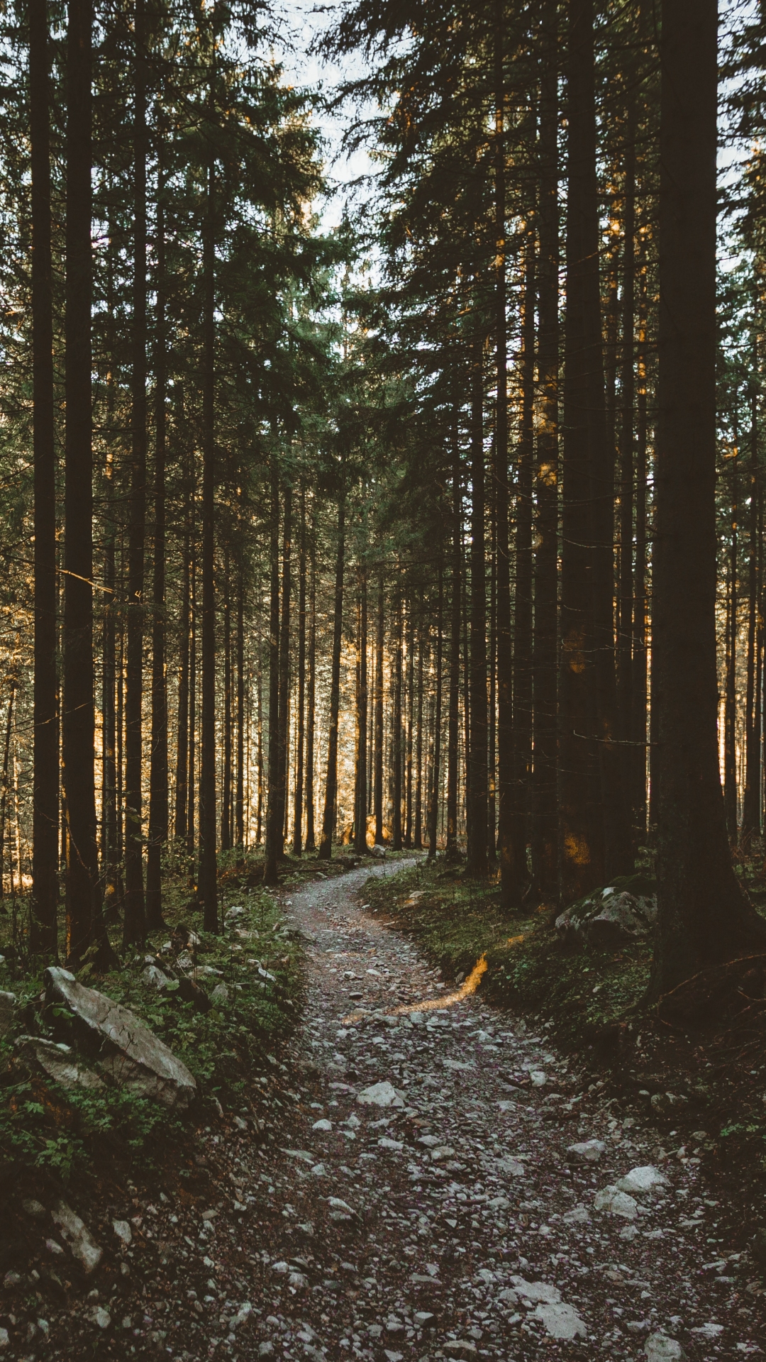 Download mobile wallpaper Nature, Forest, Earth, Path for free.