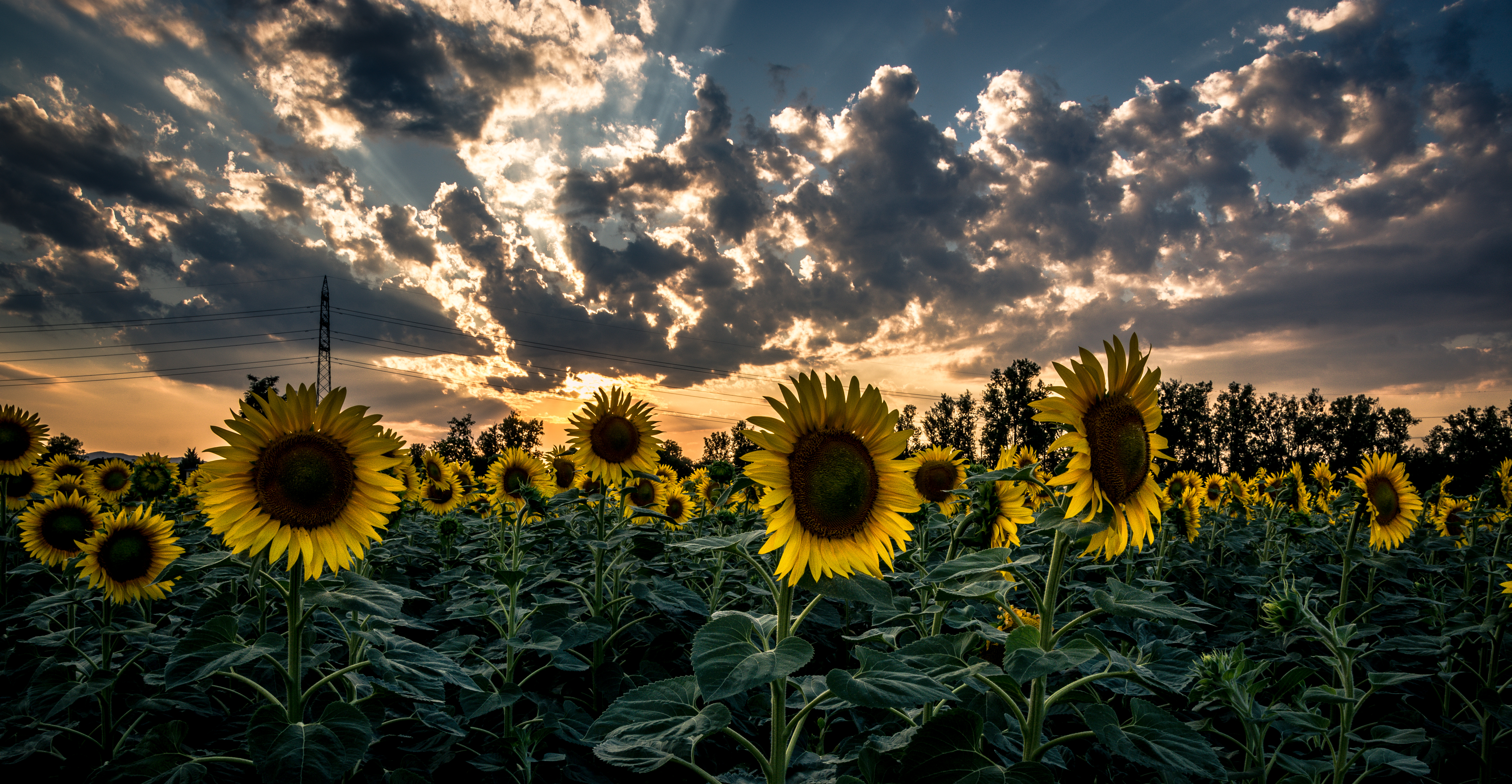 Laden Sie das Sunset, Blume, Sonnenblume, Blumen, Feld-Bild kostenlos auf Ihren PC-Desktop herunter