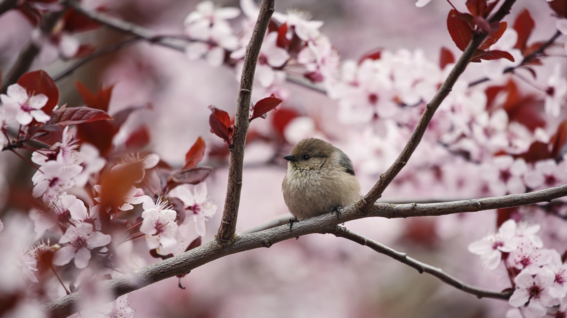 411304壁紙のダウンロード桜, ブランチ, 動物, 鳥, 花, ピンクの花-スクリーンセーバーと写真を無料で