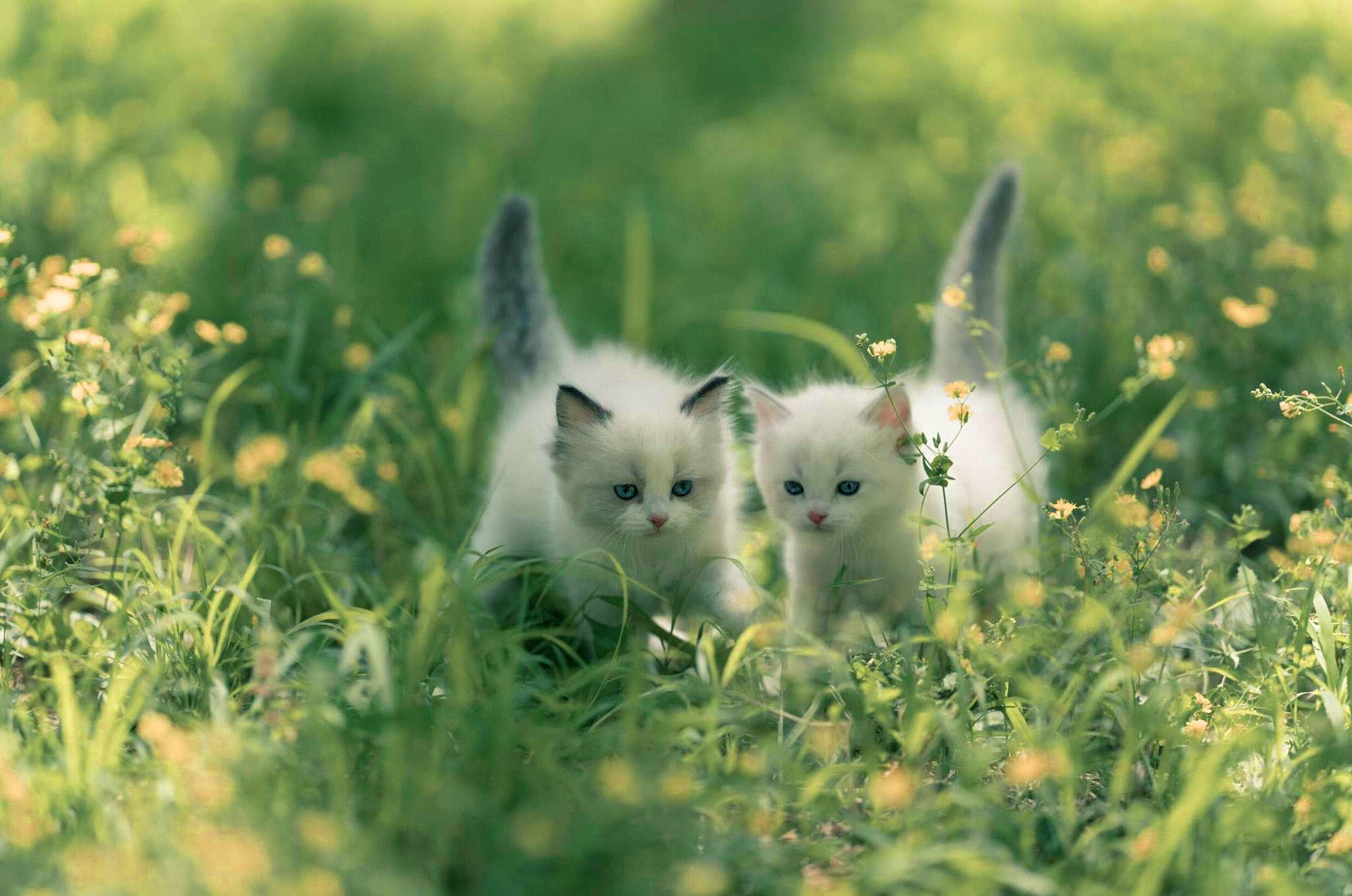 Download mobile wallpaper Cats, Cat, Kitten, Animal for free.