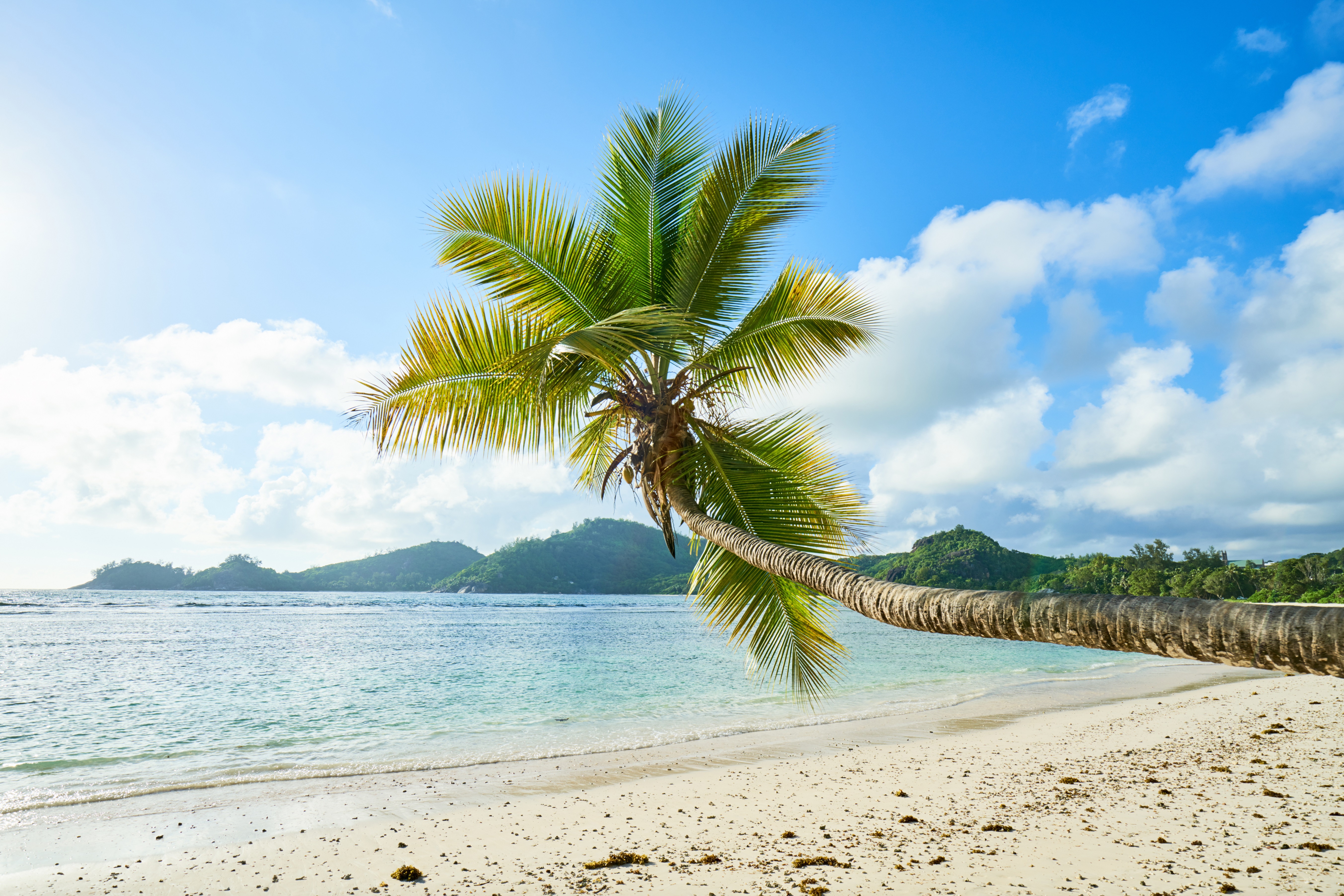 Free download wallpaper Nature, Beach, Sand, Earth, Tropical, Palm Tree on your PC desktop