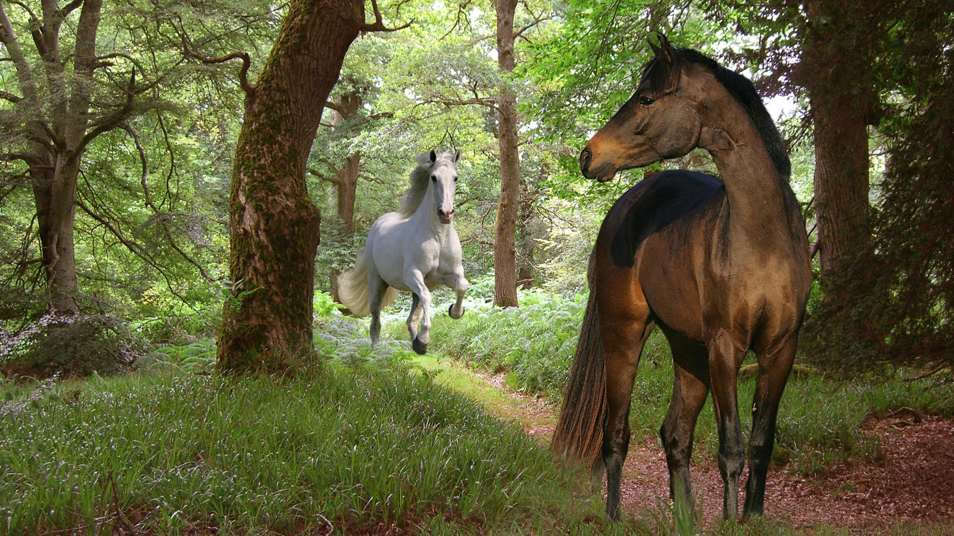 48396 Bild herunterladen pferde, tiere, grün - Hintergrundbilder und Bildschirmschoner kostenlos
