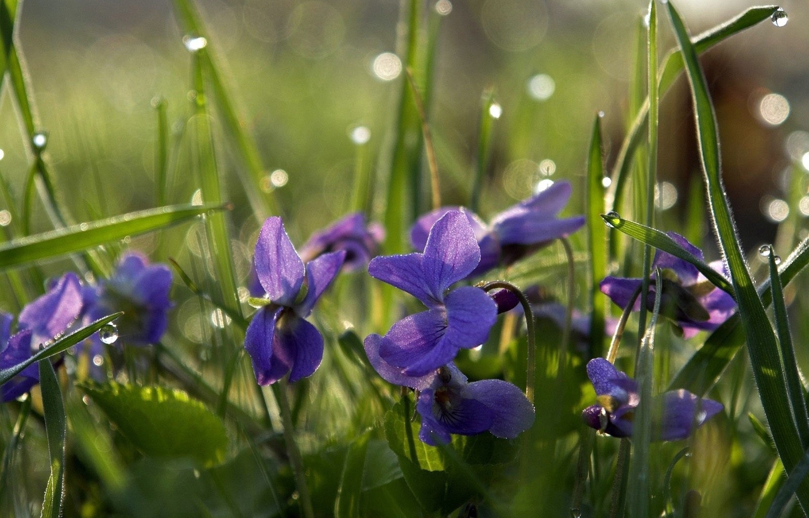 Download mobile wallpaper Glare, Polyana, Grass, Glade, Drops, Flowers for free.