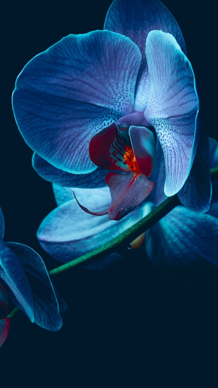 Download mobile wallpaper Orchid, Flowers, Earth for free.