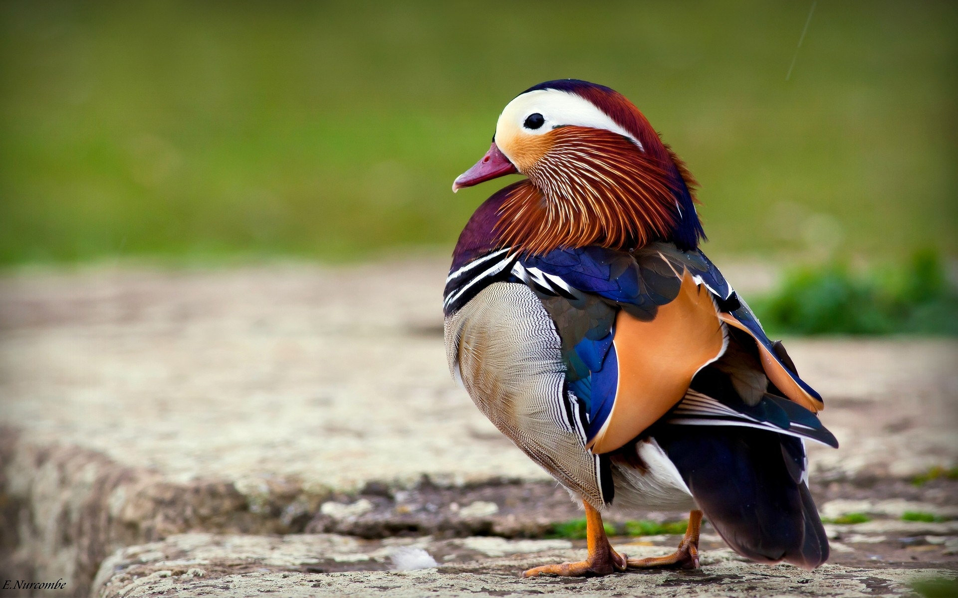 Laden Sie das Tiere, Mandarinente-Bild kostenlos auf Ihren PC-Desktop herunter
