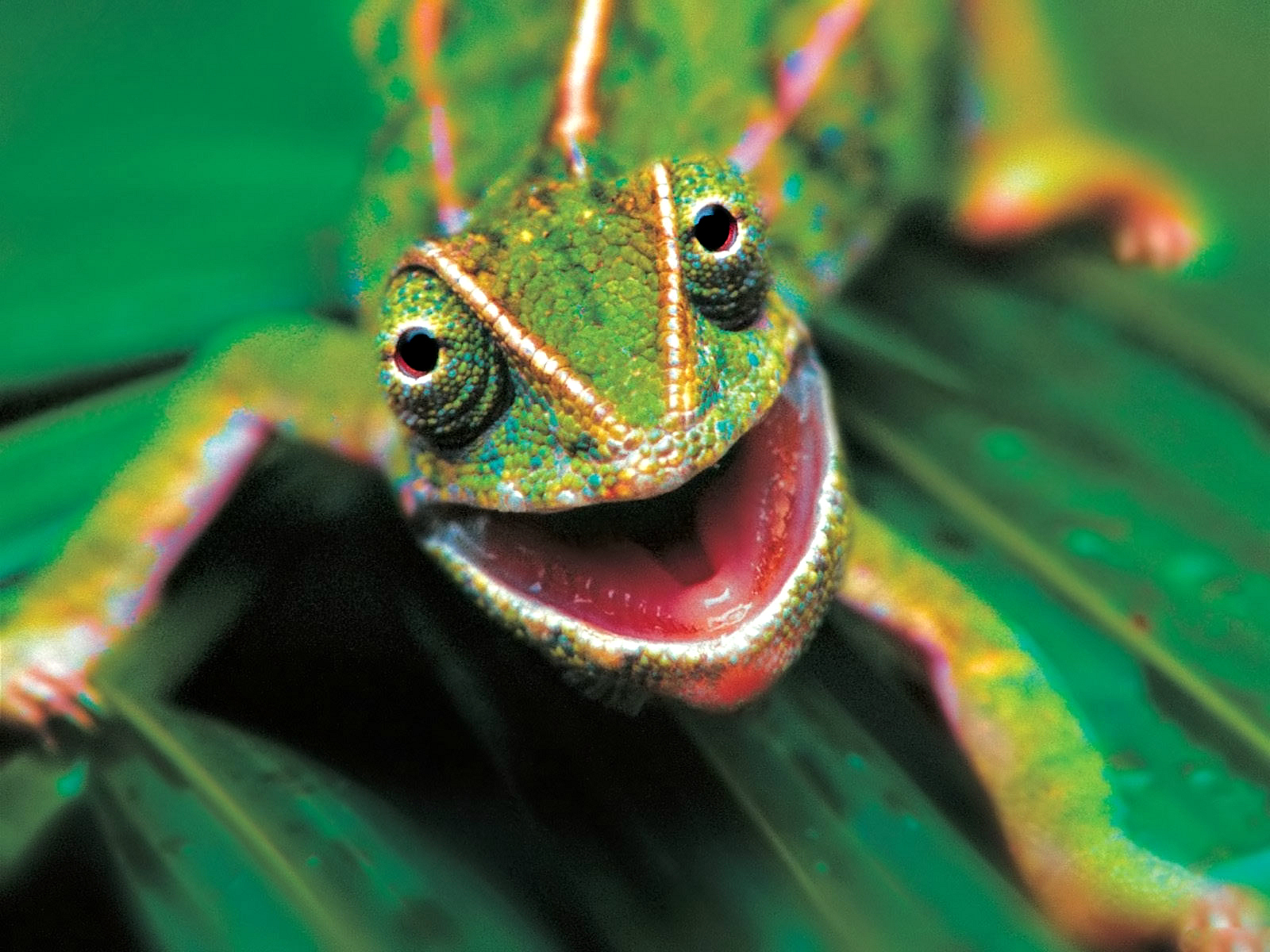 Download mobile wallpaper Chameleon, Lizard, Reptiles, Animal for free.