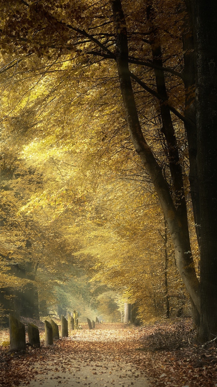 Download mobile wallpaper Nature, Forest, Fall, Earth, Sunbeam for free.