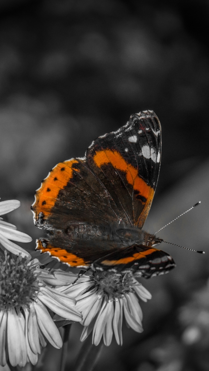 Download mobile wallpaper Dark, Butterfly, Animal, Black & White for free.