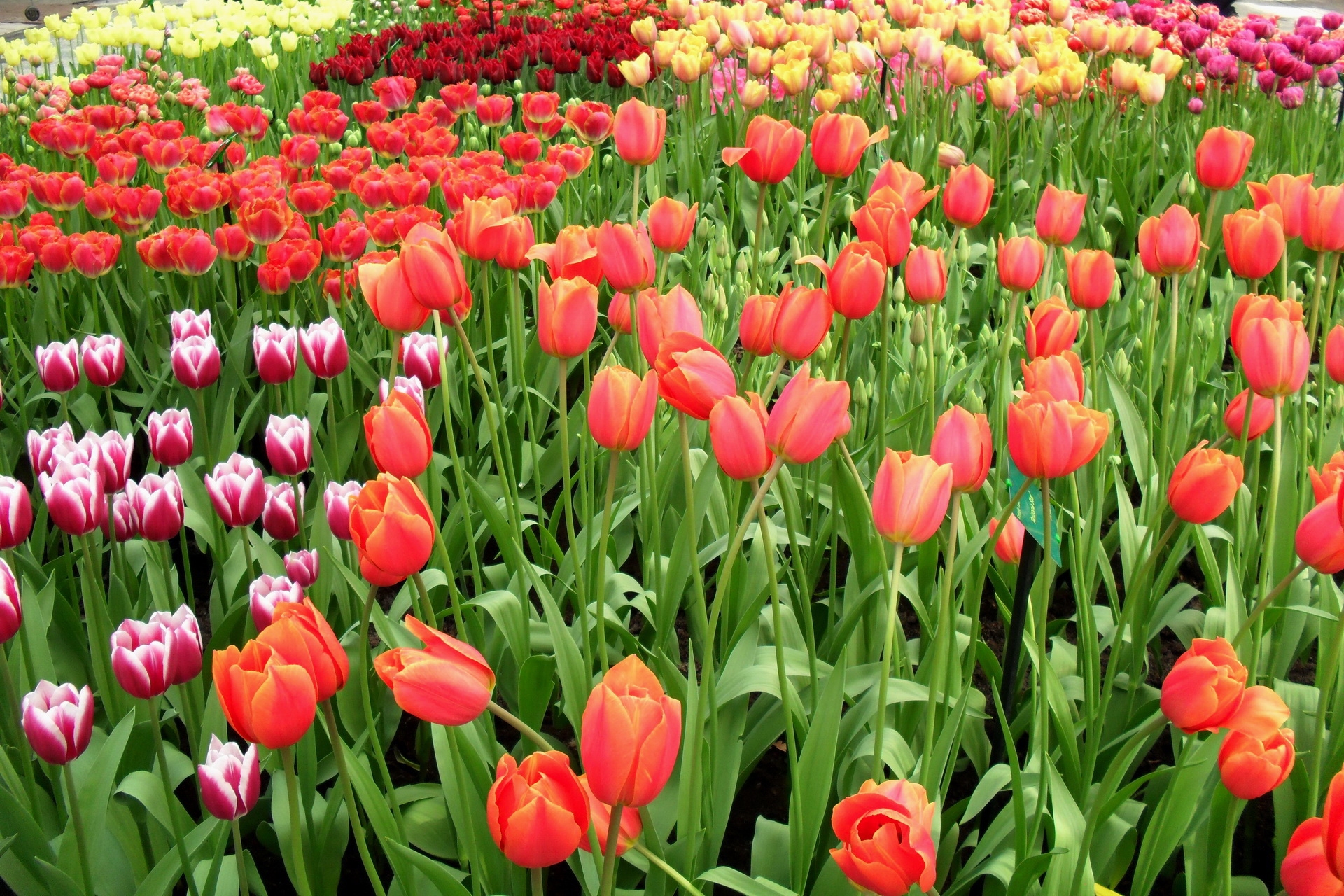 94282 descargar fondo de pantalla flores, tulipanes, cama de flores, parterre, lote, mucho, primavera, diferente: protectores de pantalla e imágenes gratis