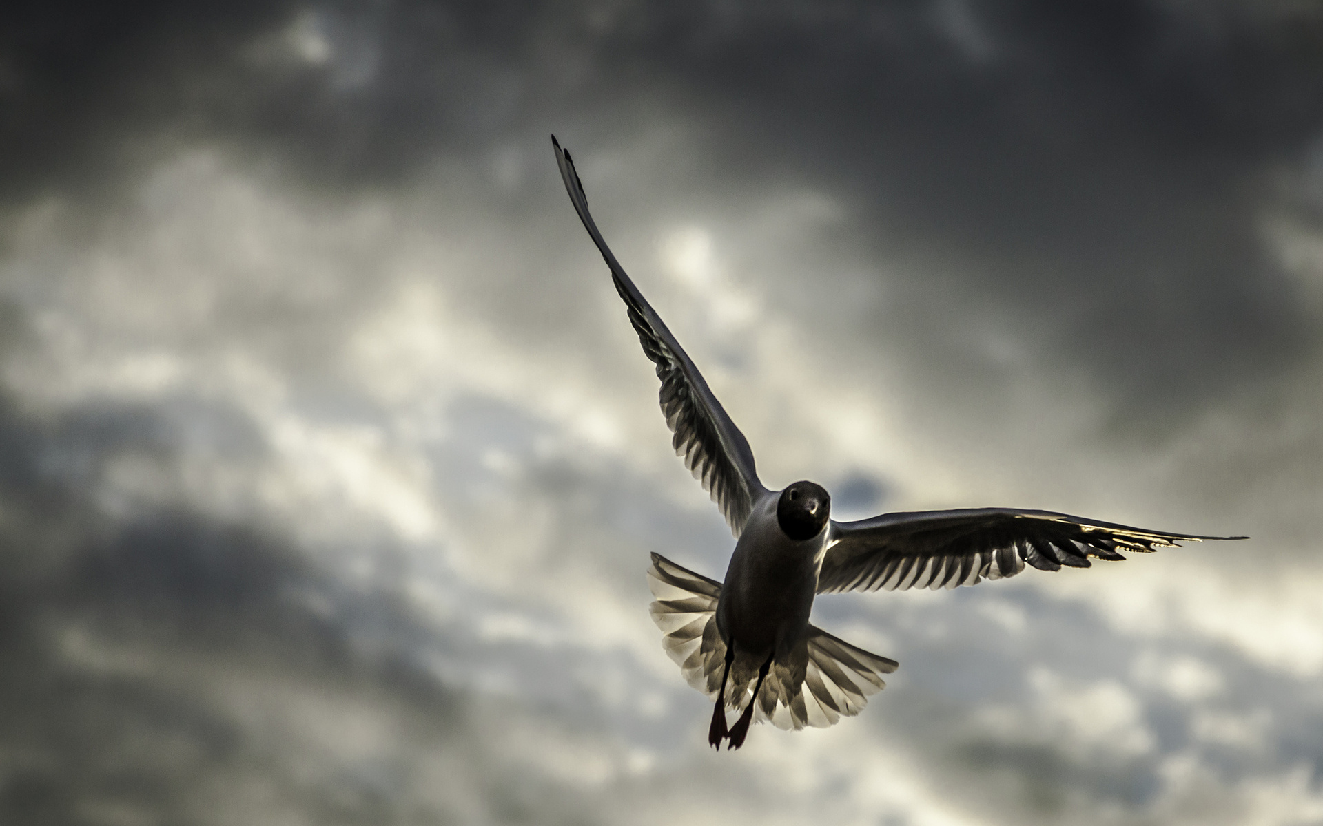 Free download wallpaper Seagull, Birds, Animal on your PC desktop