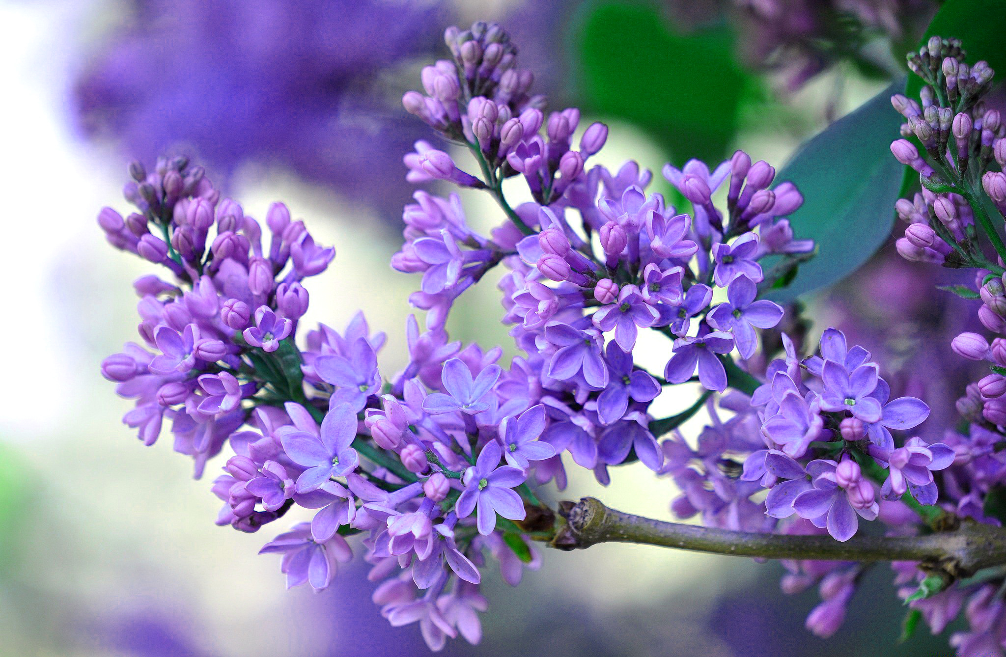 Descarga gratuita de fondo de pantalla para móvil de Flores, Flor, Tierra/naturaleza.